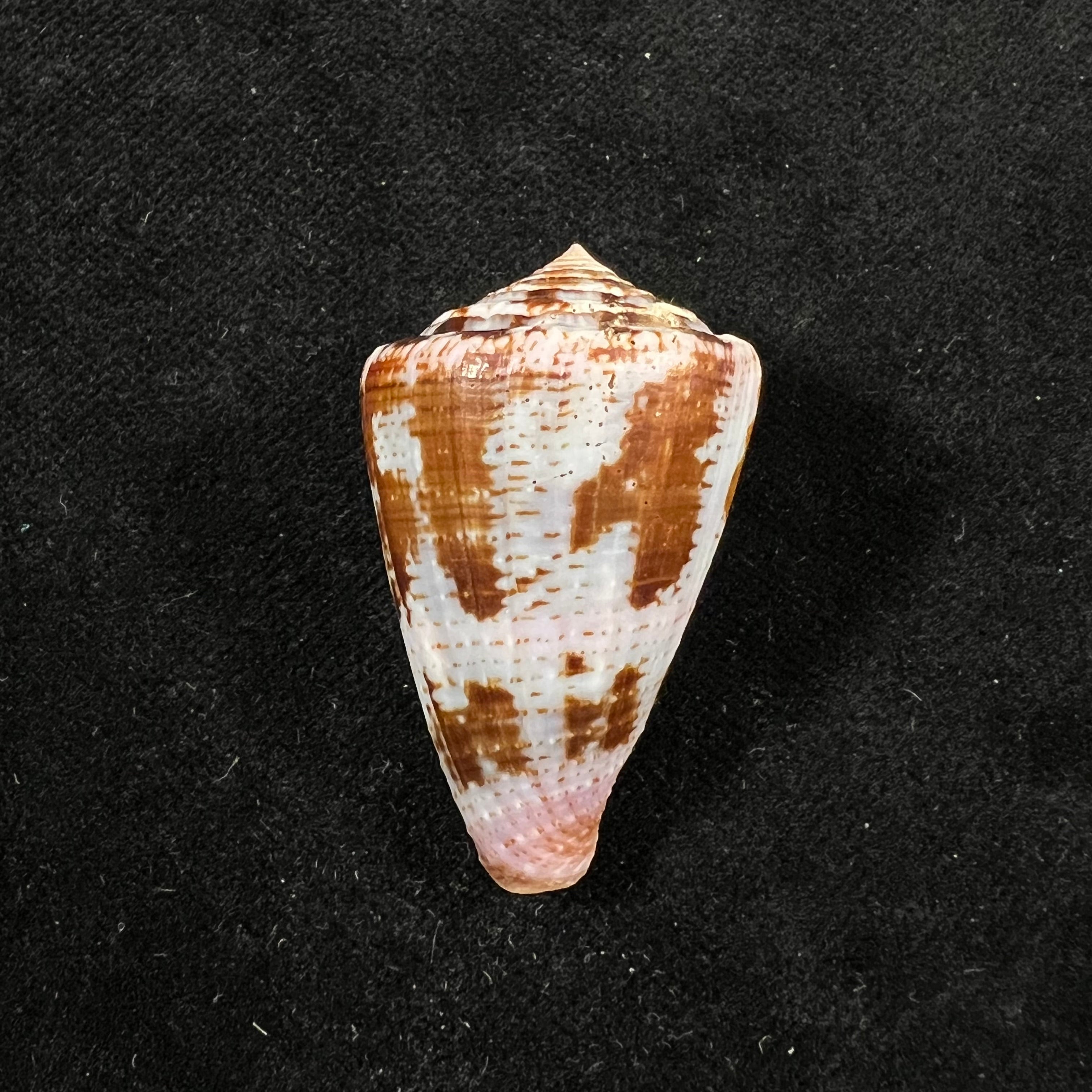 Conus purpurascens Sowerby, 1833 - 39,5mm