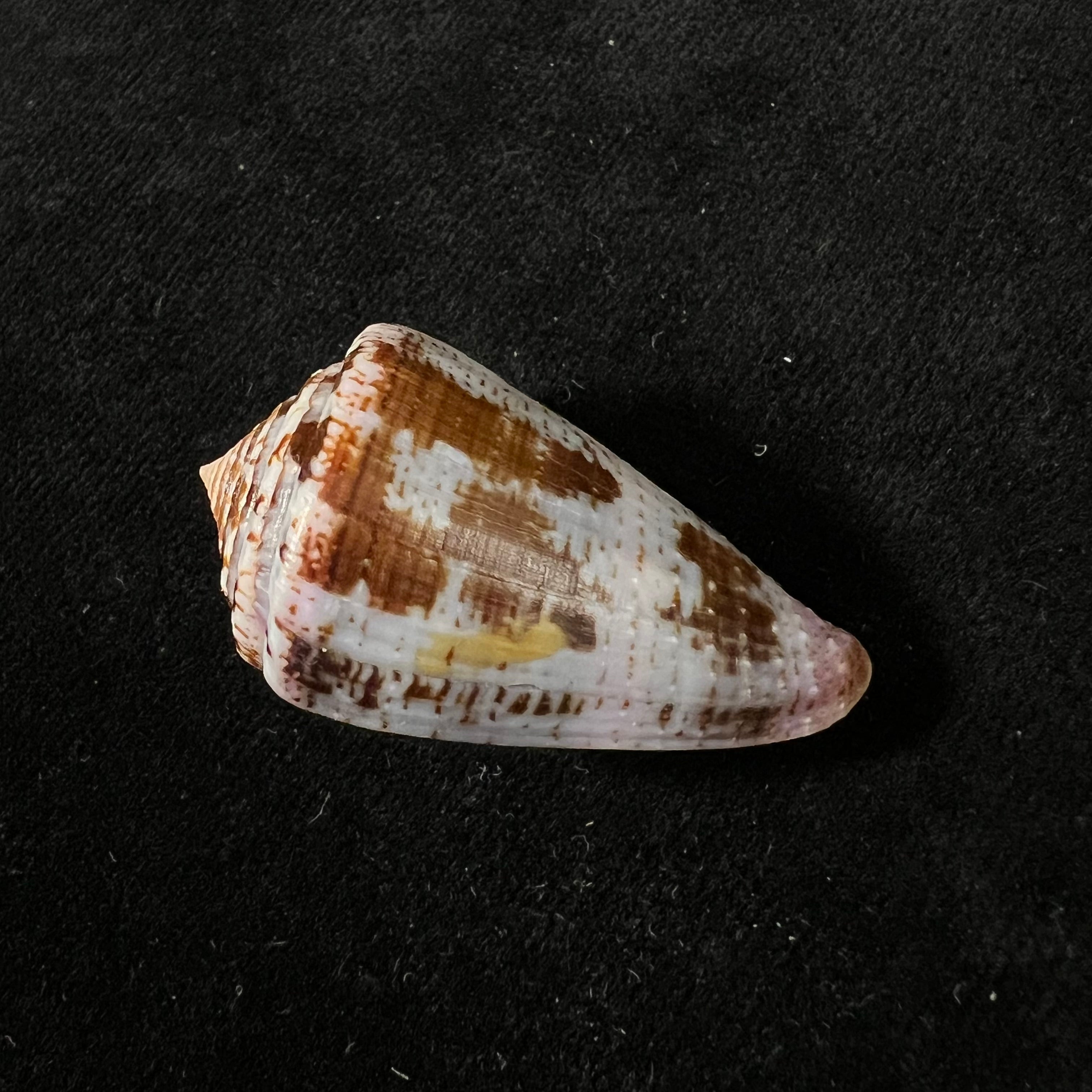 Conus purpurascens Sowerby, 1833 - 39,5mm