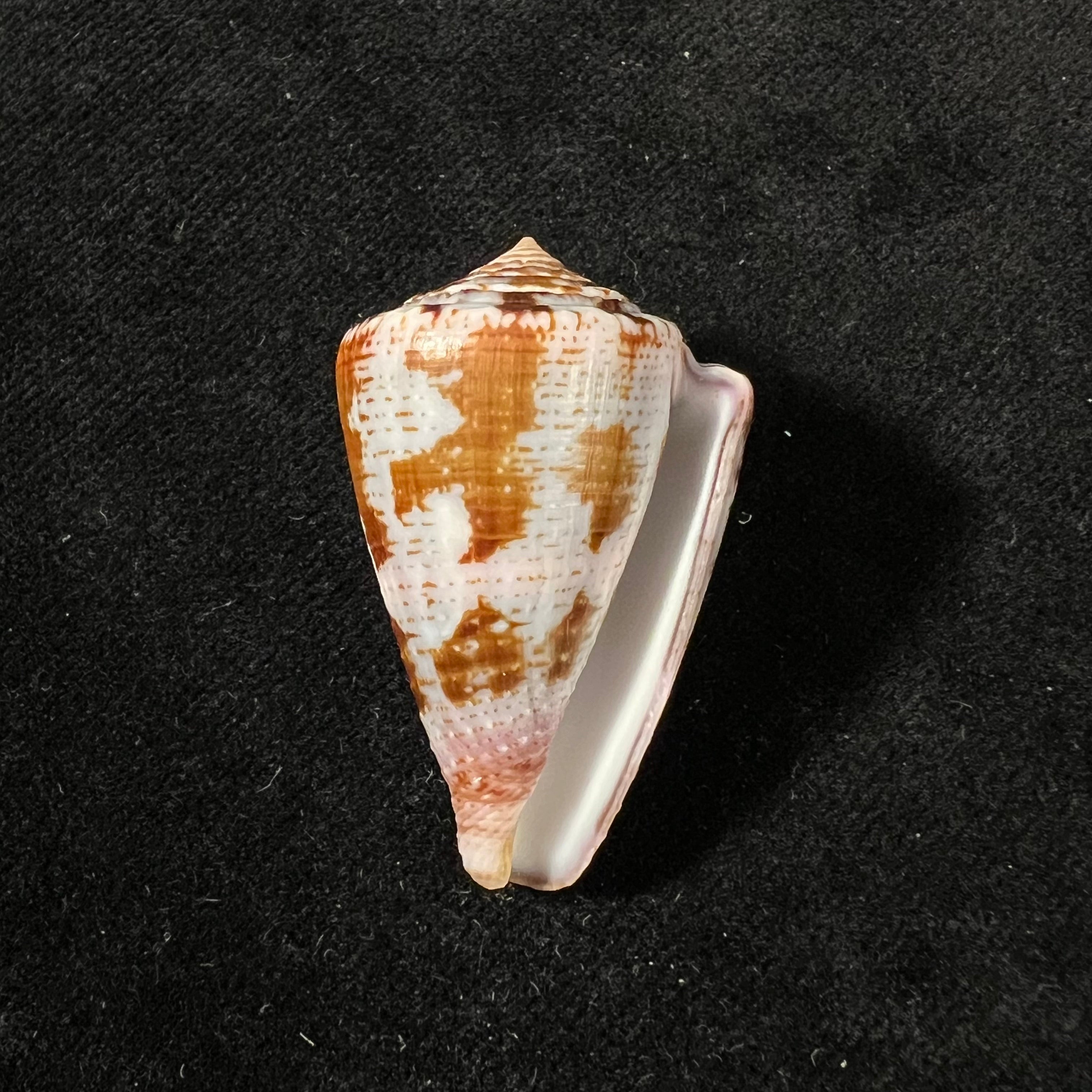 Conus purpurascens Sowerby, 1833 - 39,5mm