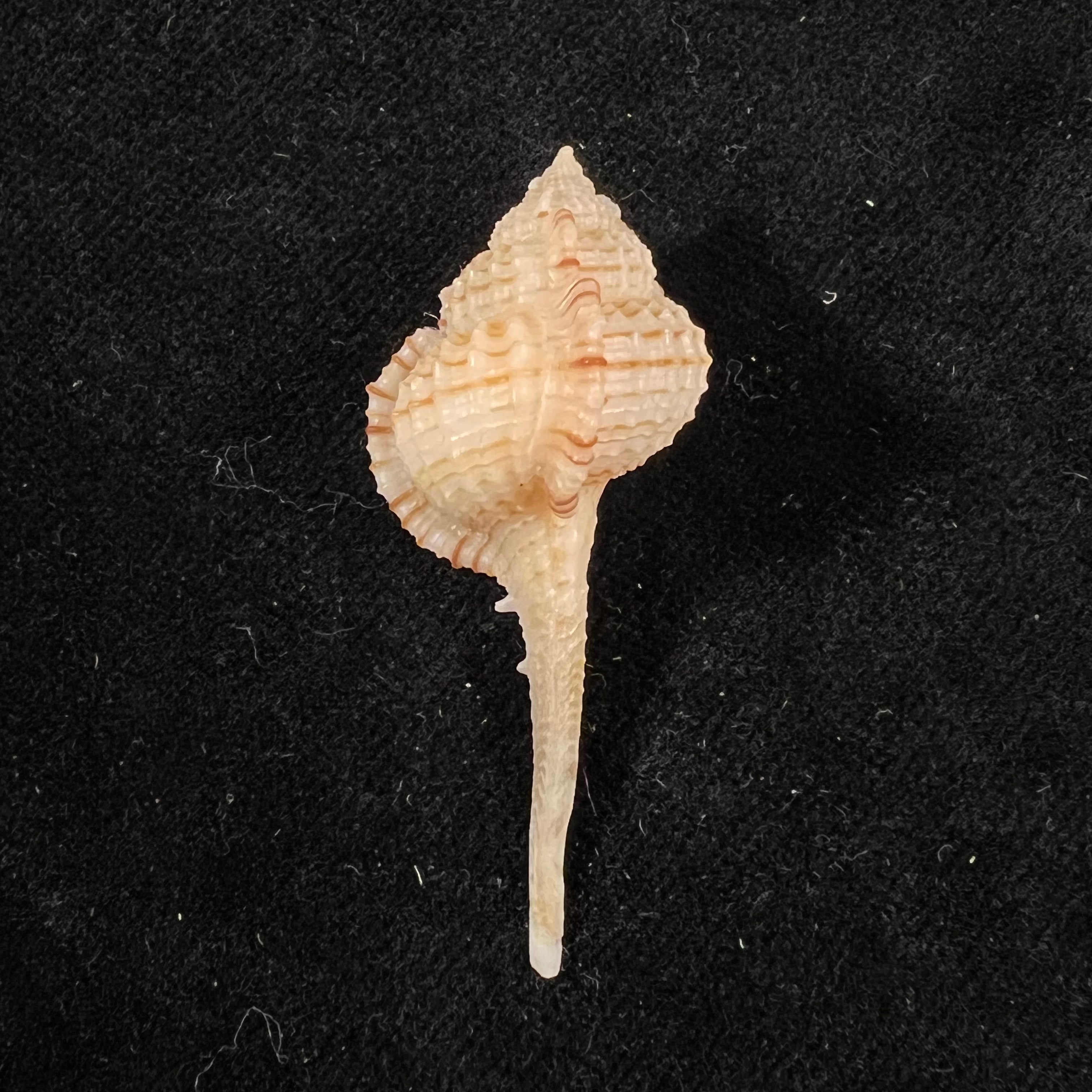 Murex sunderlandi Petuch, 1987 - 45,6mm