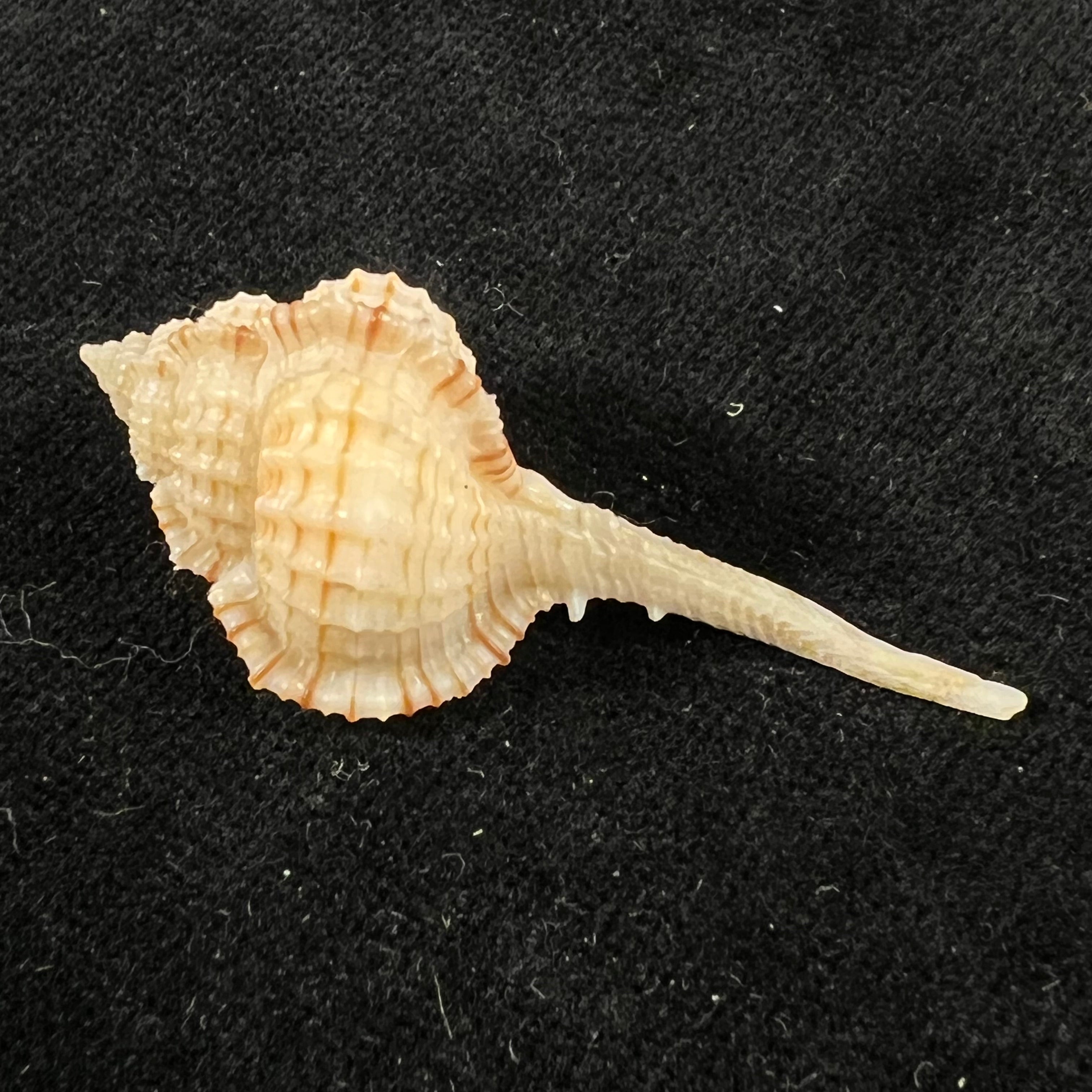 Murex sunderlandi Petuch, 1987 - 45,6mm