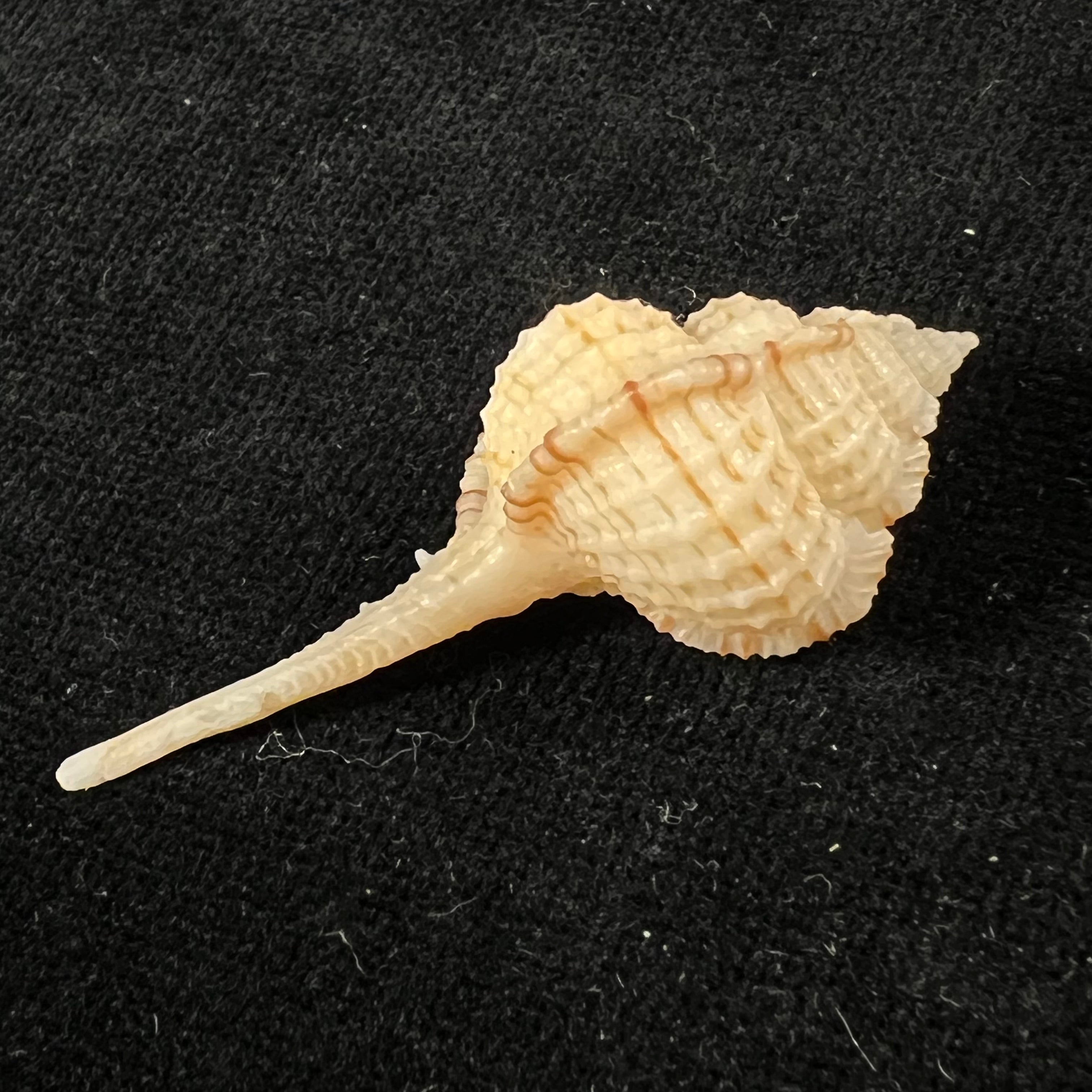 Murex sunderlandi Petuch, 1987 - 45,6mm