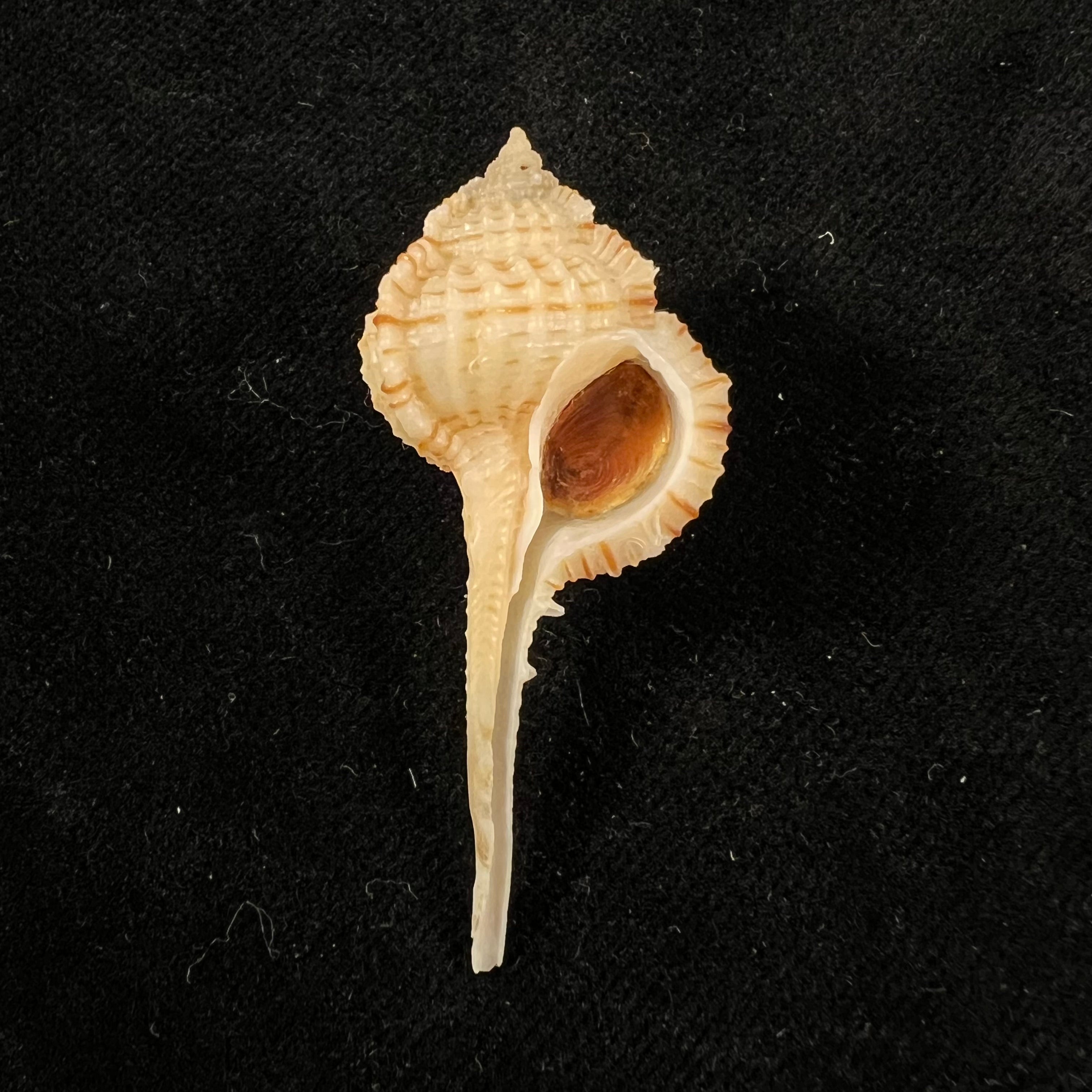 Murex sunderlandi Petuch, 1987 - 45,6mm