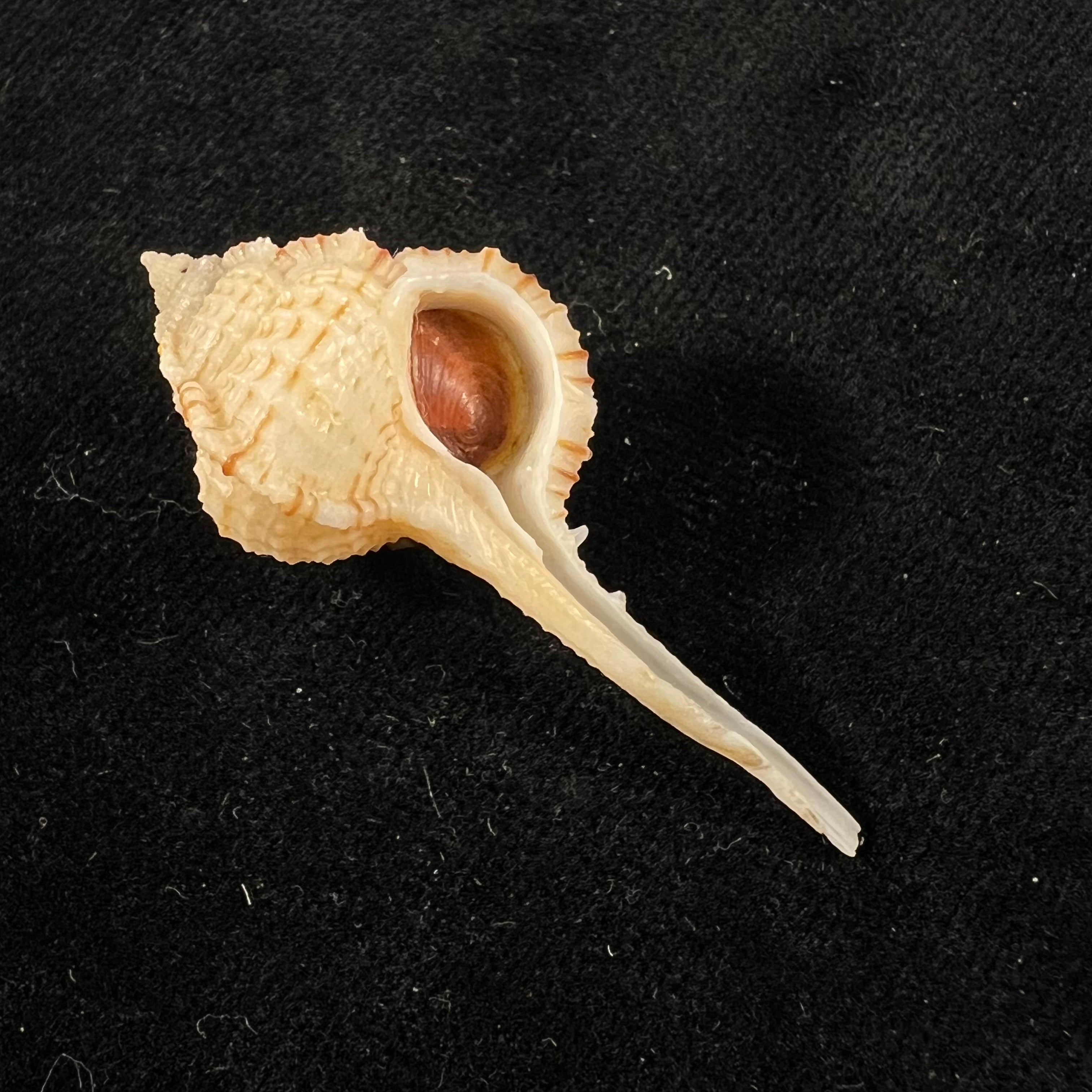 Murex sunderlandi Petuch, 1987 - 45,6mm
