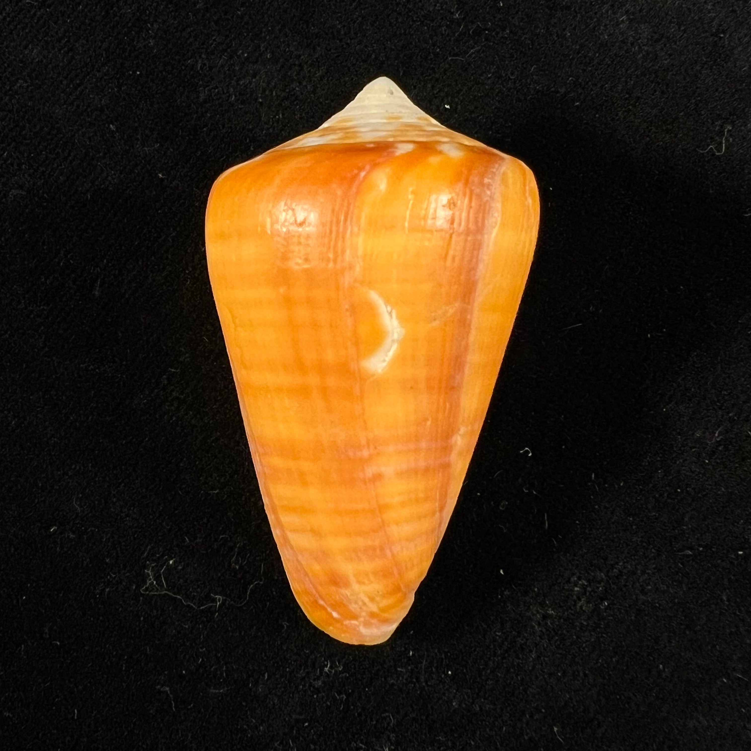 Conus spurius aureofasciatus Rehder & Abbott, 1951 - 49,6mm