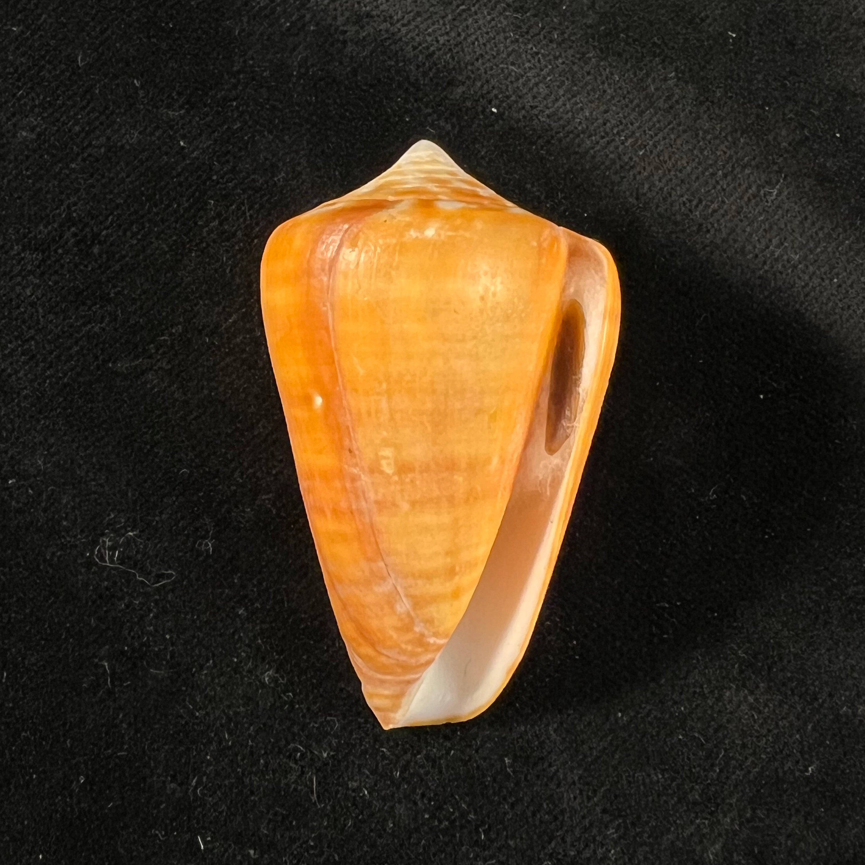 Conus spurius aureofasciatus Rehder & Abbott, 1951 - 49,6mm
