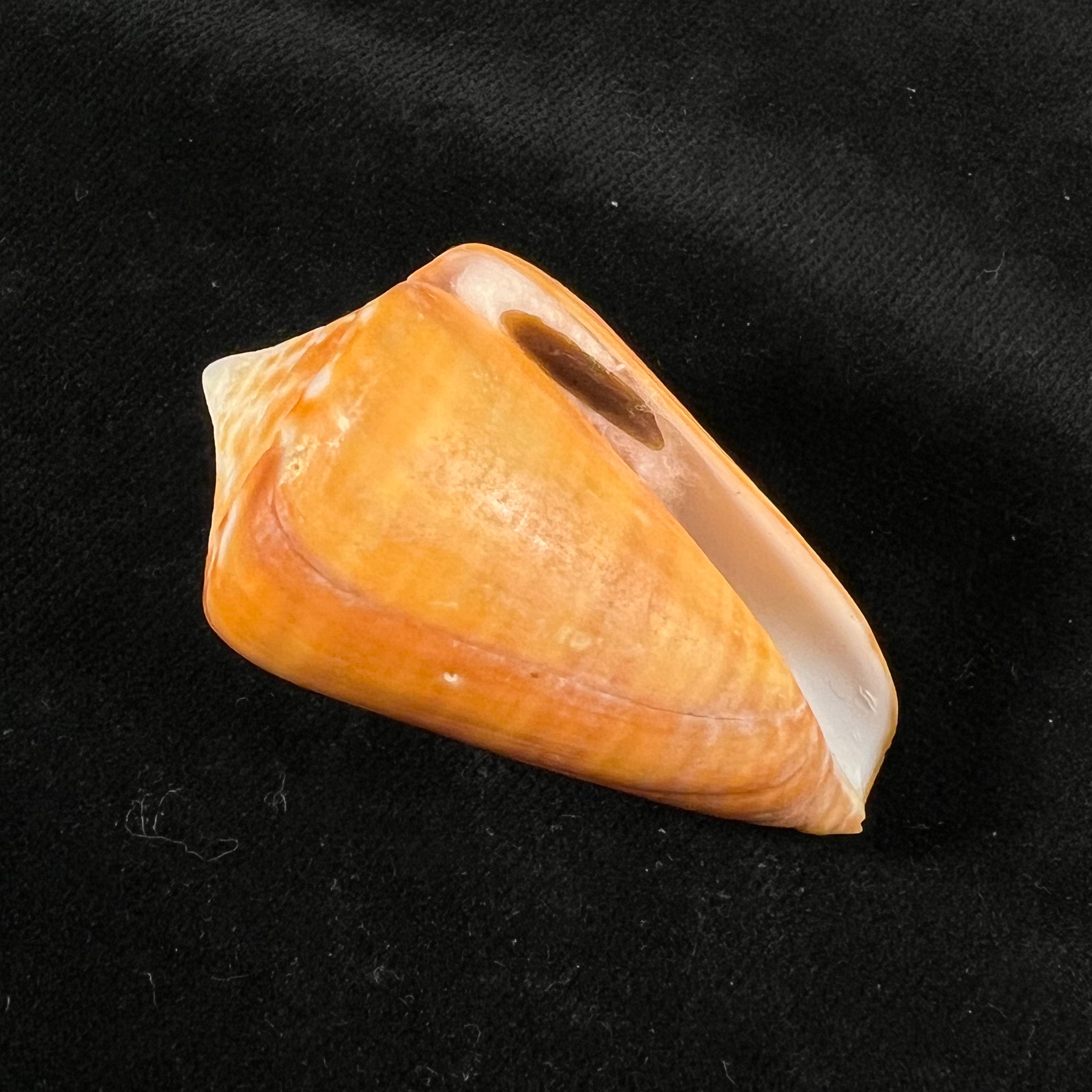 Conus spurius aureofasciatus Rehder & Abbott, 1951 - 49,6mm