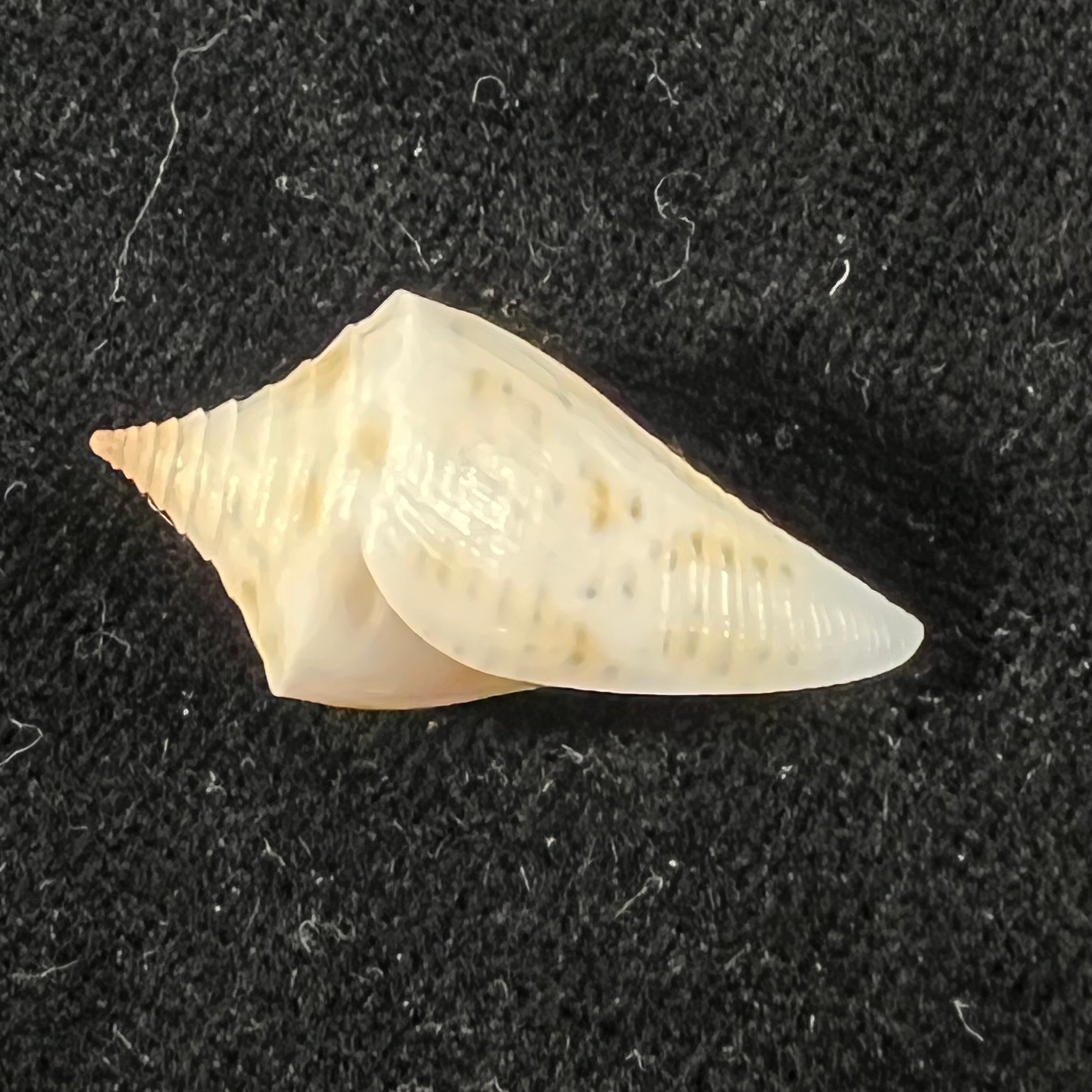 Conus sennottorum Rehder & Abbott, 1951 - 27,9mm