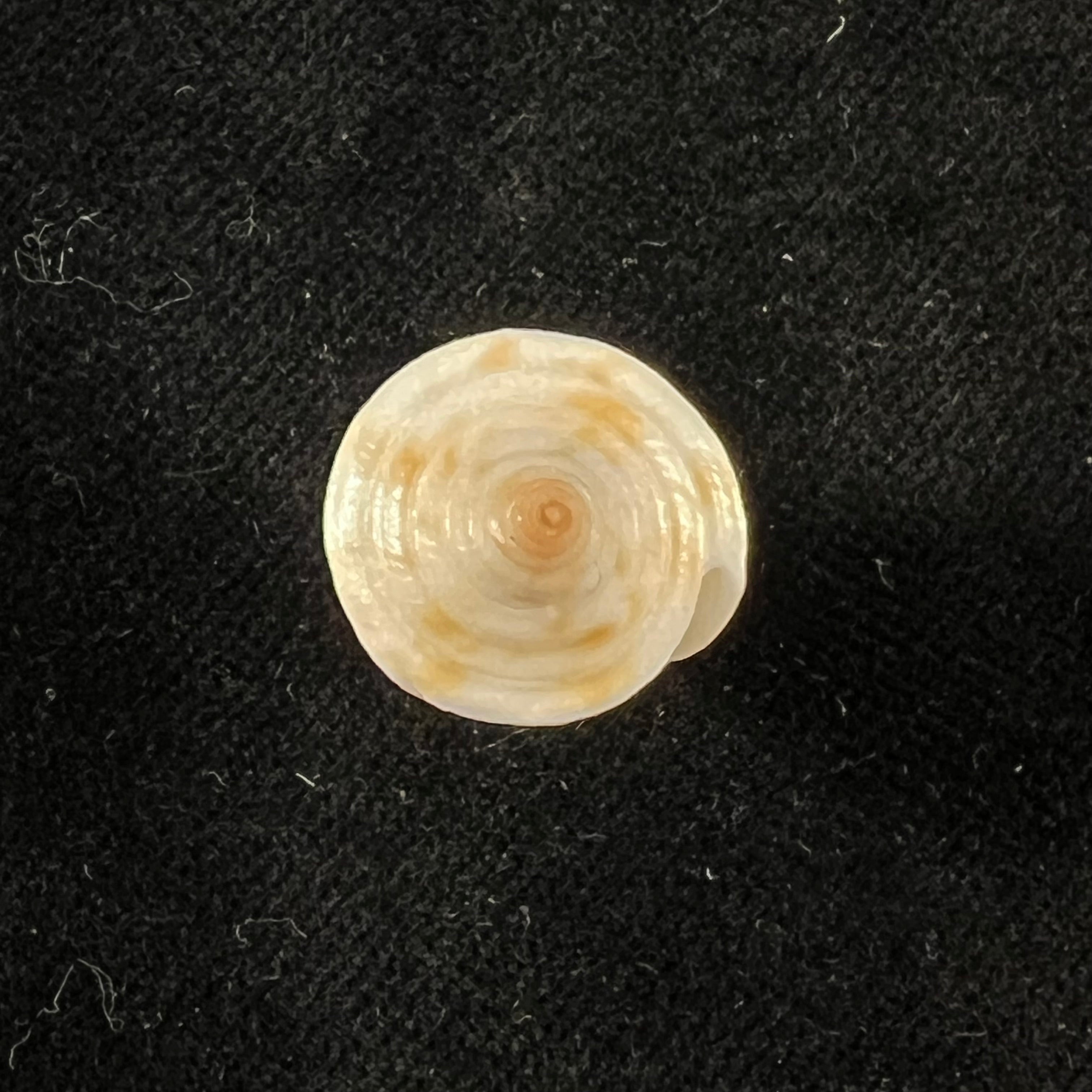 Conus sennottorum Rehder & Abbott, 1951 - 27,9mm