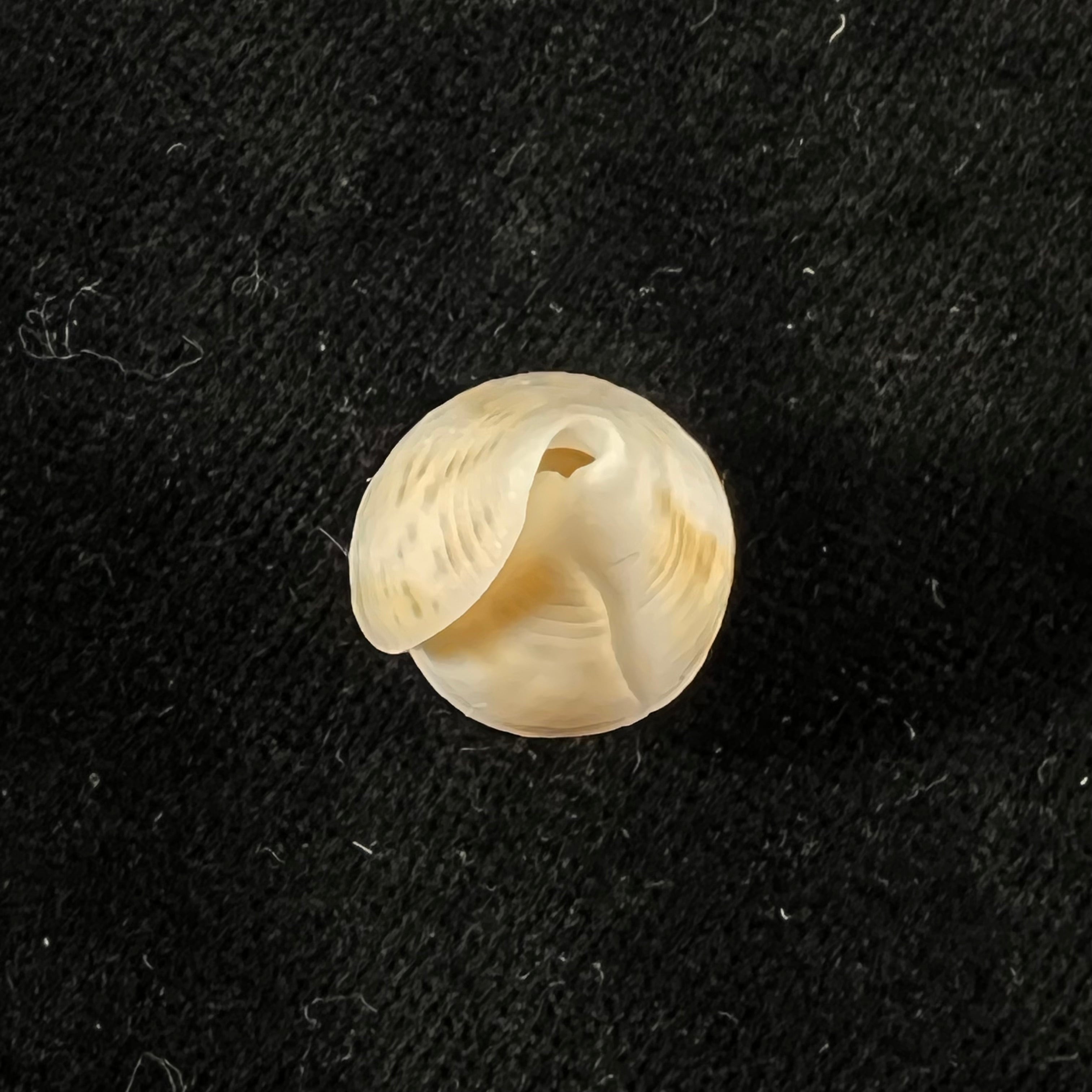 Conus sennottorum Rehder & Abbott, 1951 - 27,9mm
