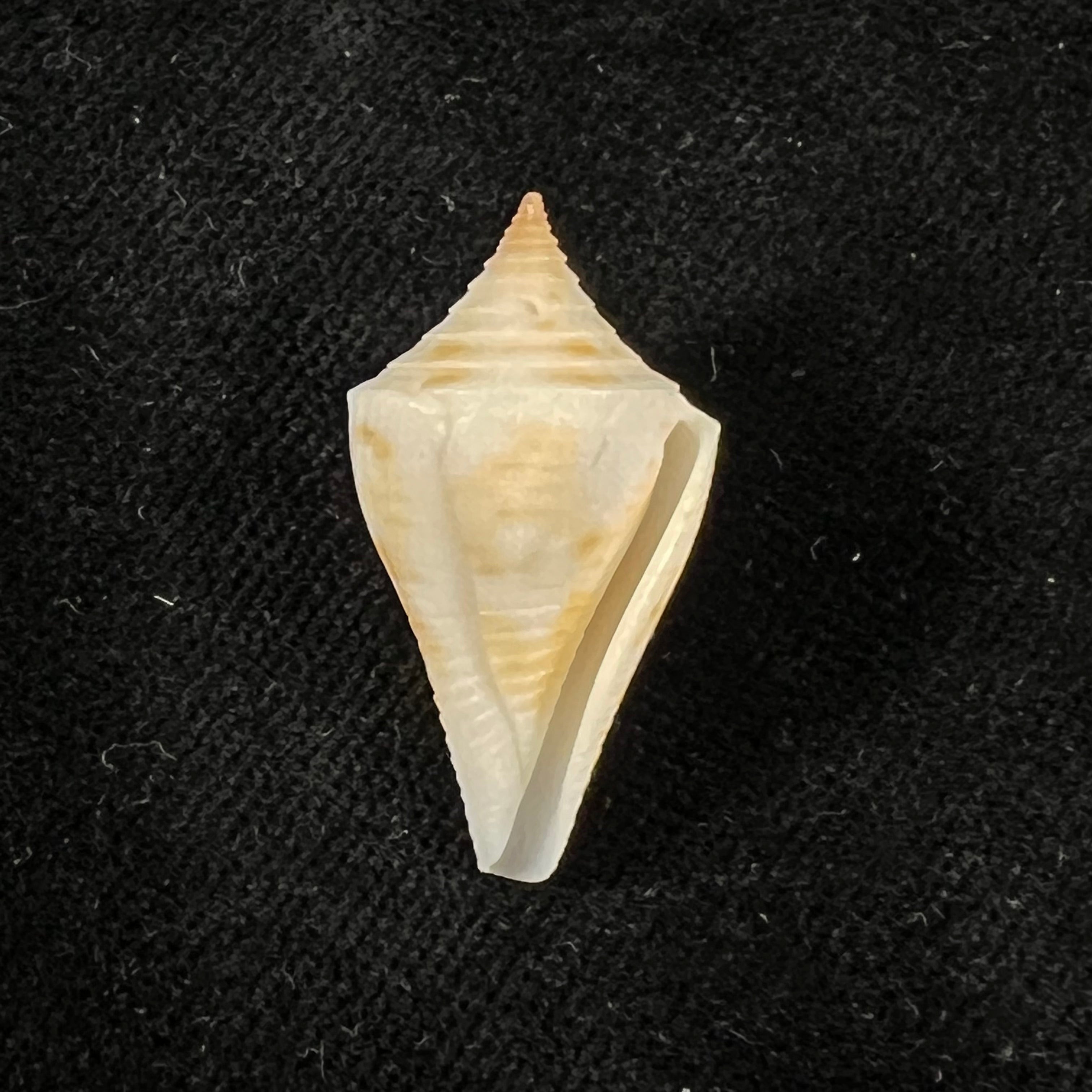 Conus sennottorum Rehder & Abbott, 1951 - 27,9mm