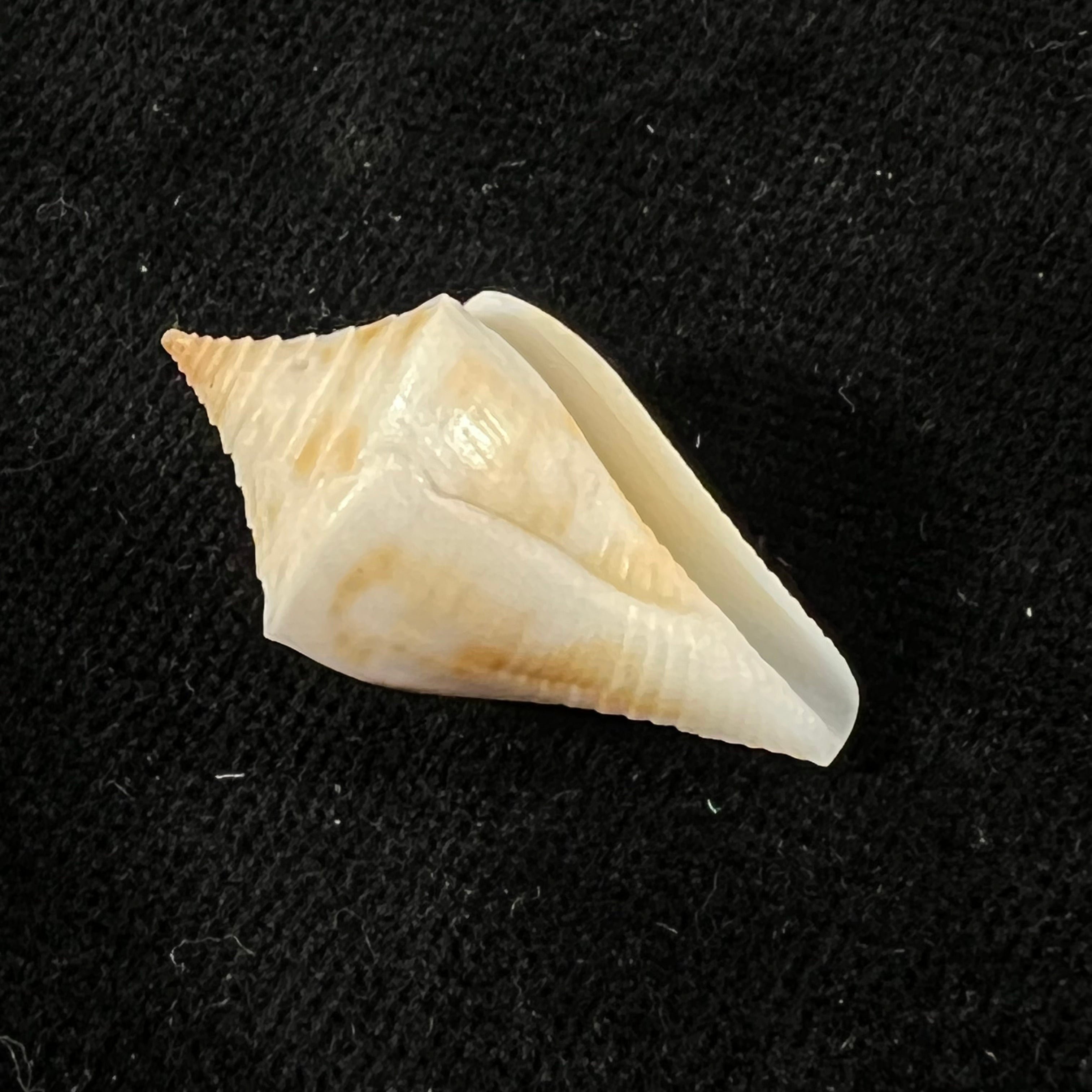 Conus sennottorum Rehder & Abbott, 1951 - 27,9mm