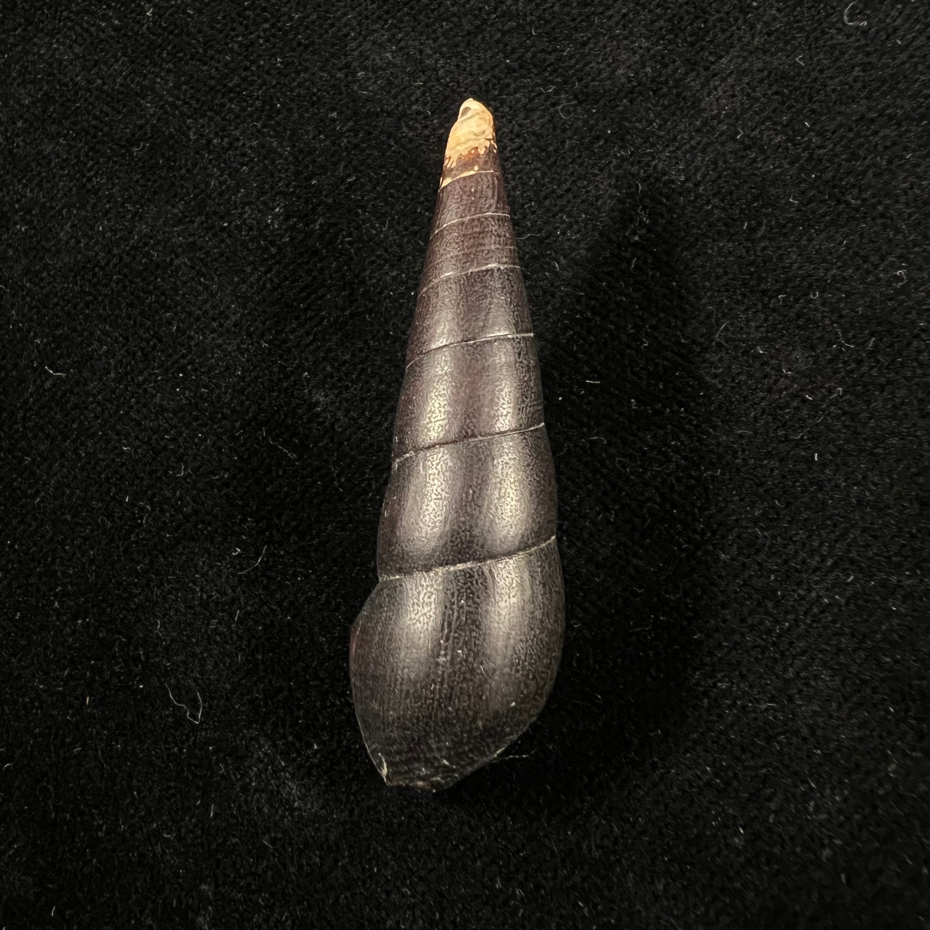 Faunus ater (Linnaeus, 1758) - 49,7mm