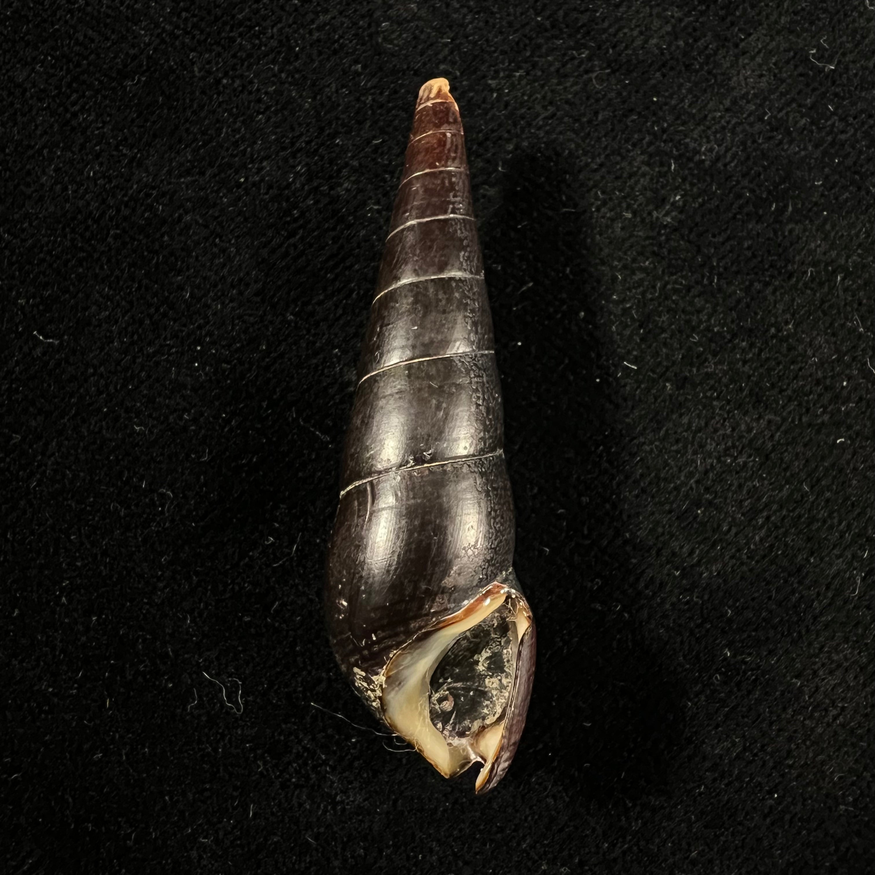 Faunus ater (Linnaeus, 1758) - 49,7mm