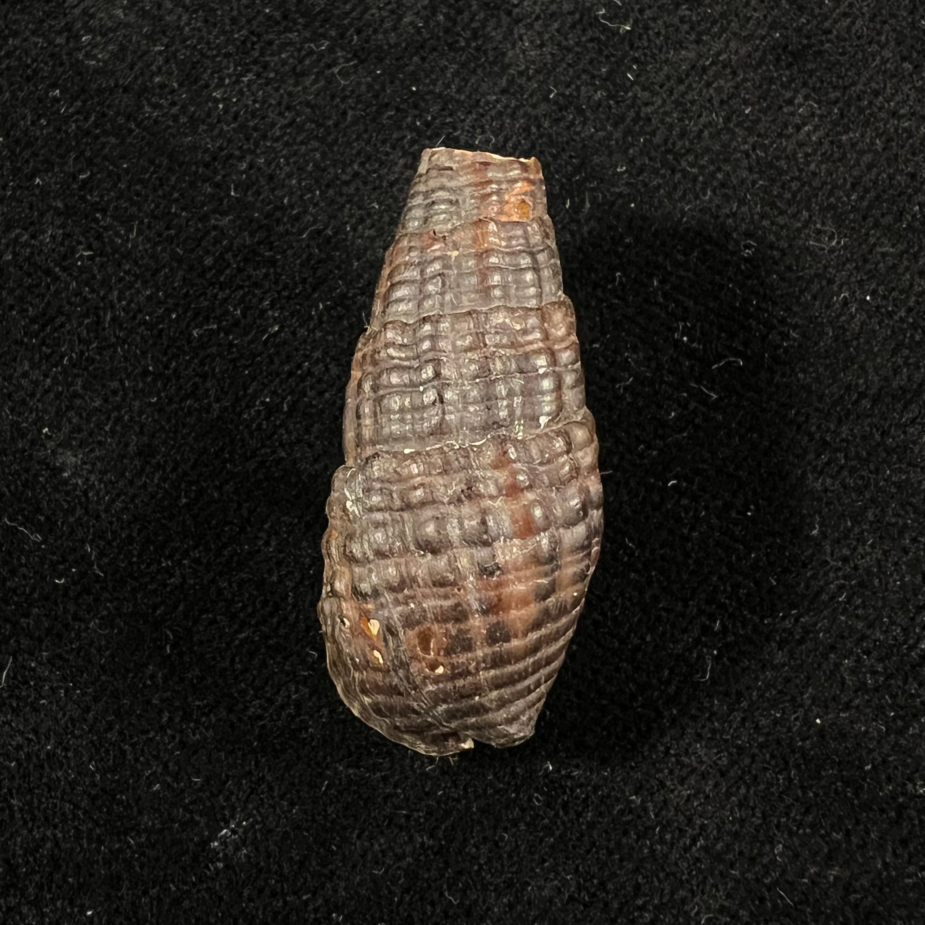 Doryssa cachoeirae F. Baker, 1914 - 35,3mm