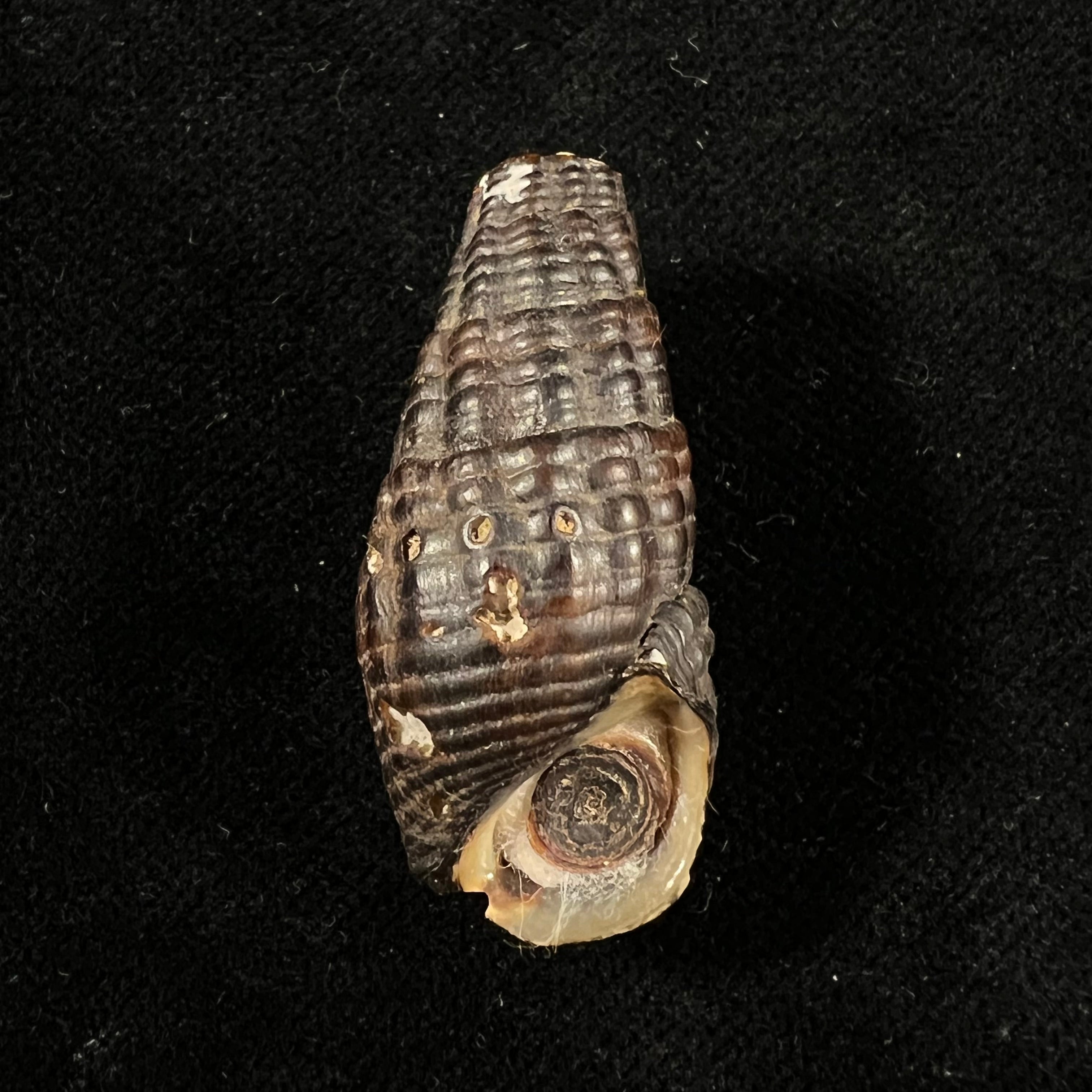 Doryssa cachoeirae F. Baker, 1914 - 35,3mm