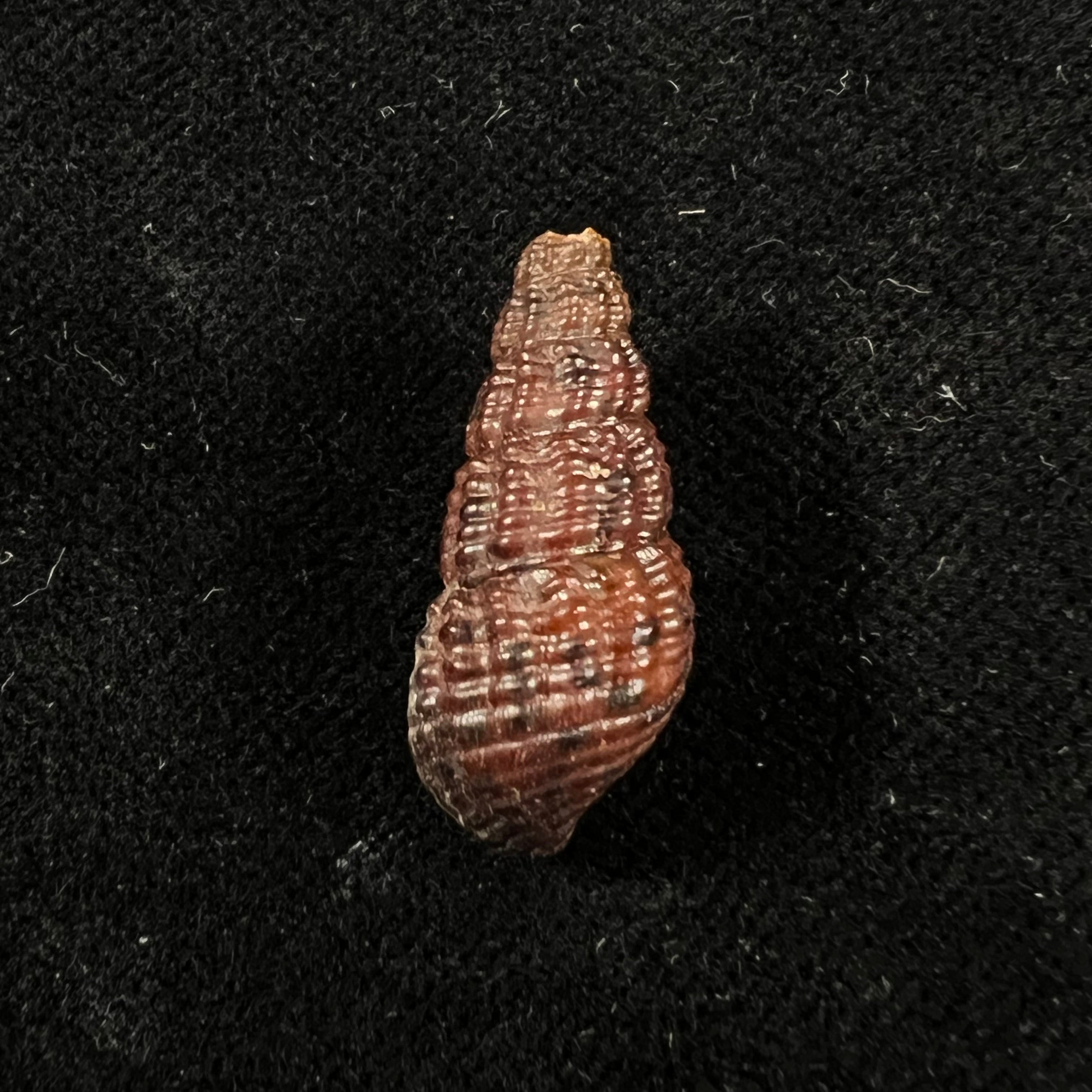 Doryssa kappleri Vernhout, 1914 - 23,1mm