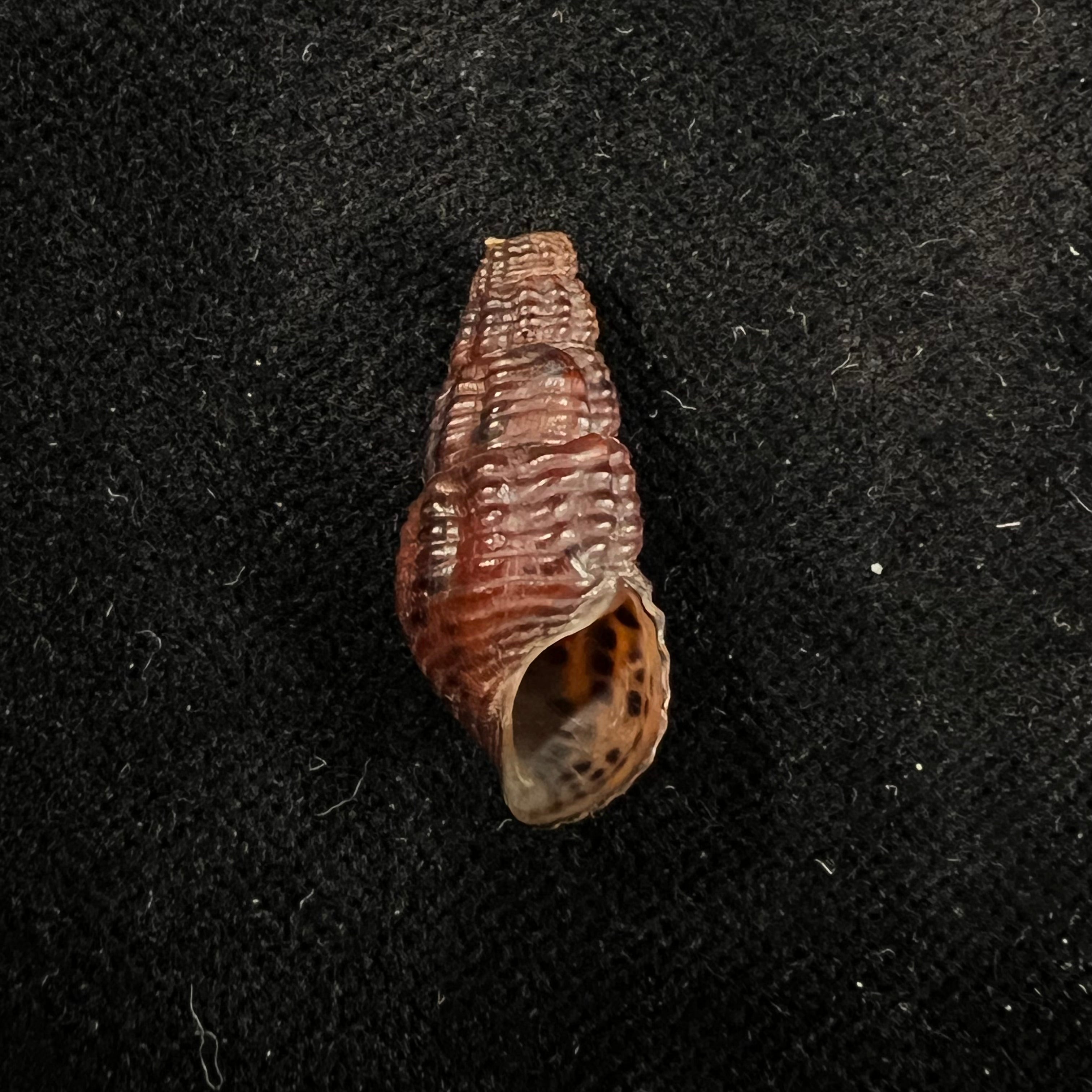 Doryssa kappleri Vernhout, 1914 - 23,1mm