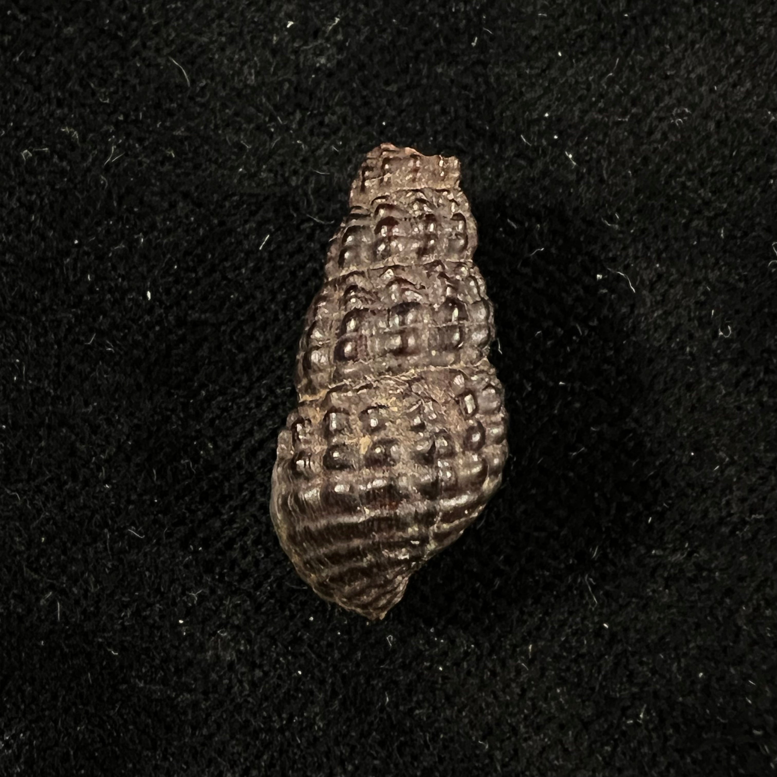Doryssa kappleri Vernhout, 1914 - 23,2mm
