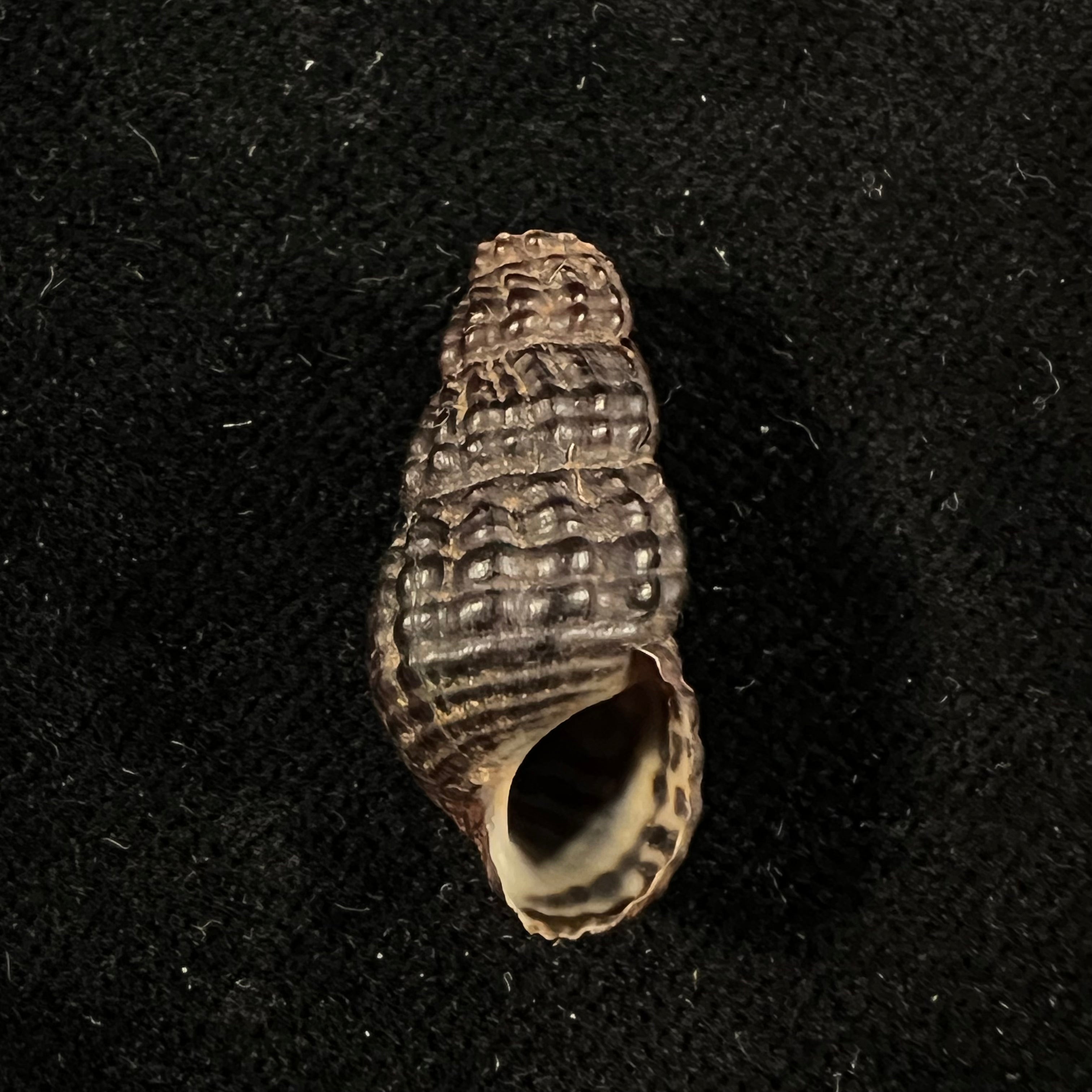 Doryssa kappleri Vernhout, 1914 - 23,2mm