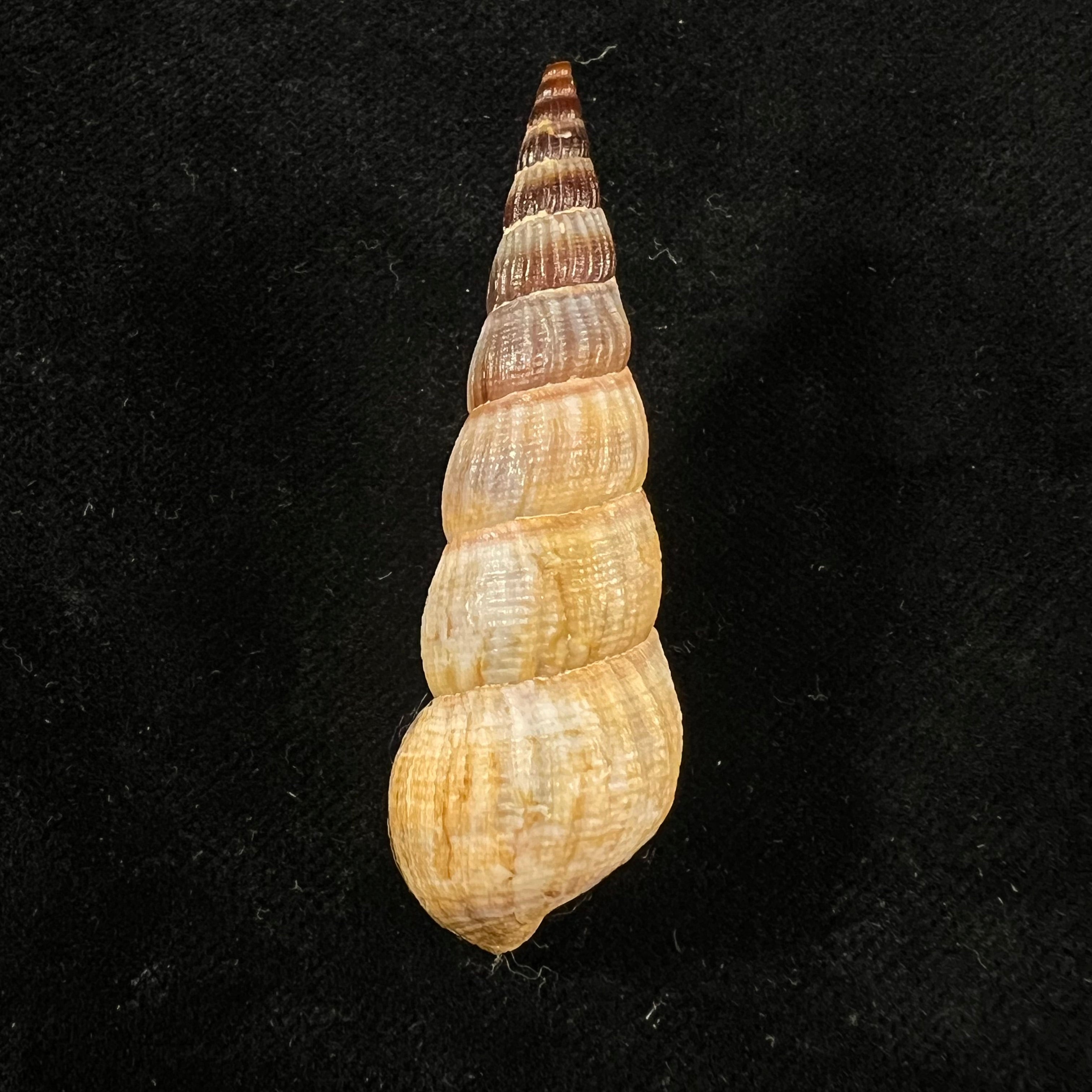Jagora dactylus (I. Lea & H. C. Lea, 1851) - 55,2mm