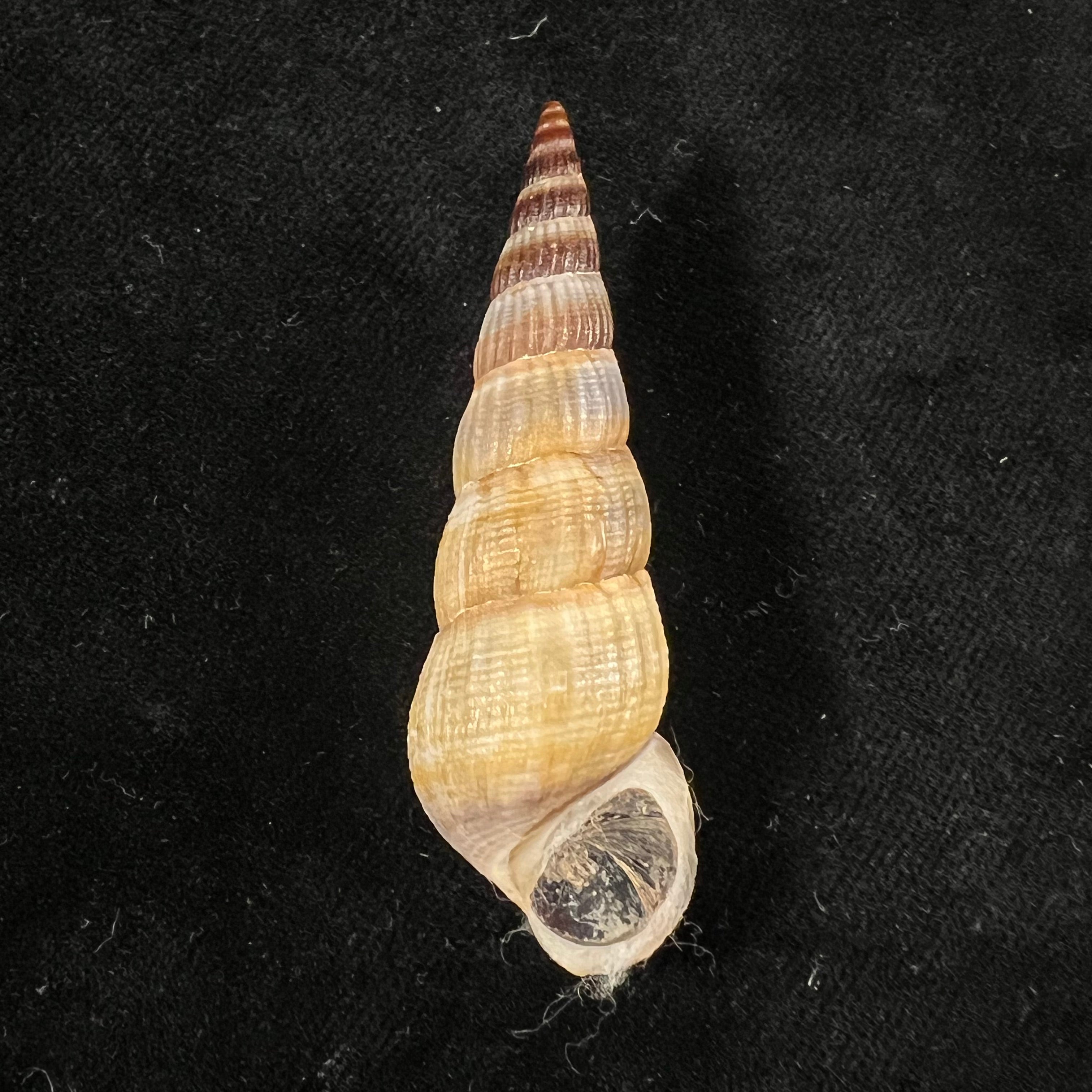 Jagora dactylus (I. Lea & H. C. Lea, 1851) - 55,2mm