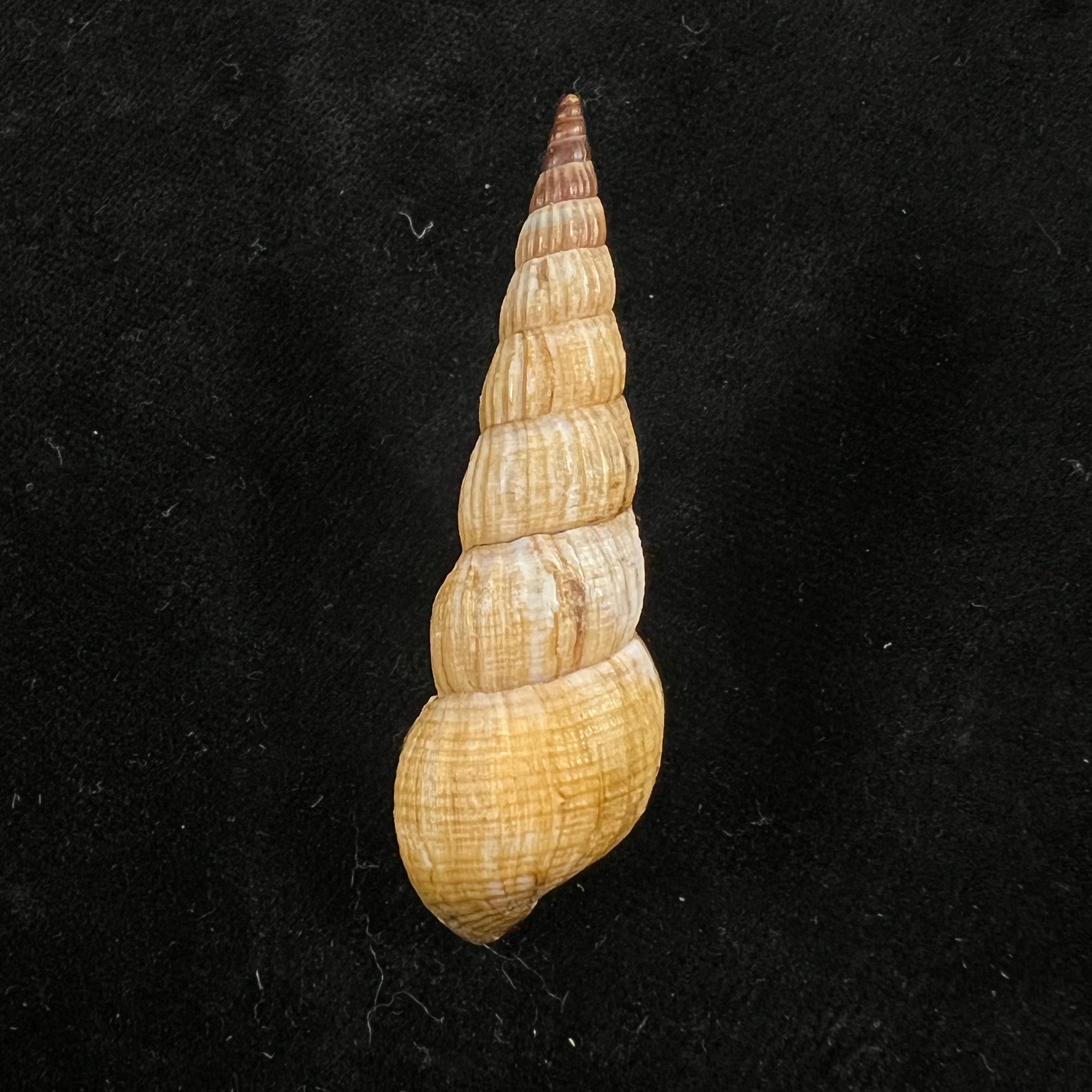 Jagora dactylus (I. Lea & H. C. Lea, 1851) - 54,3mm