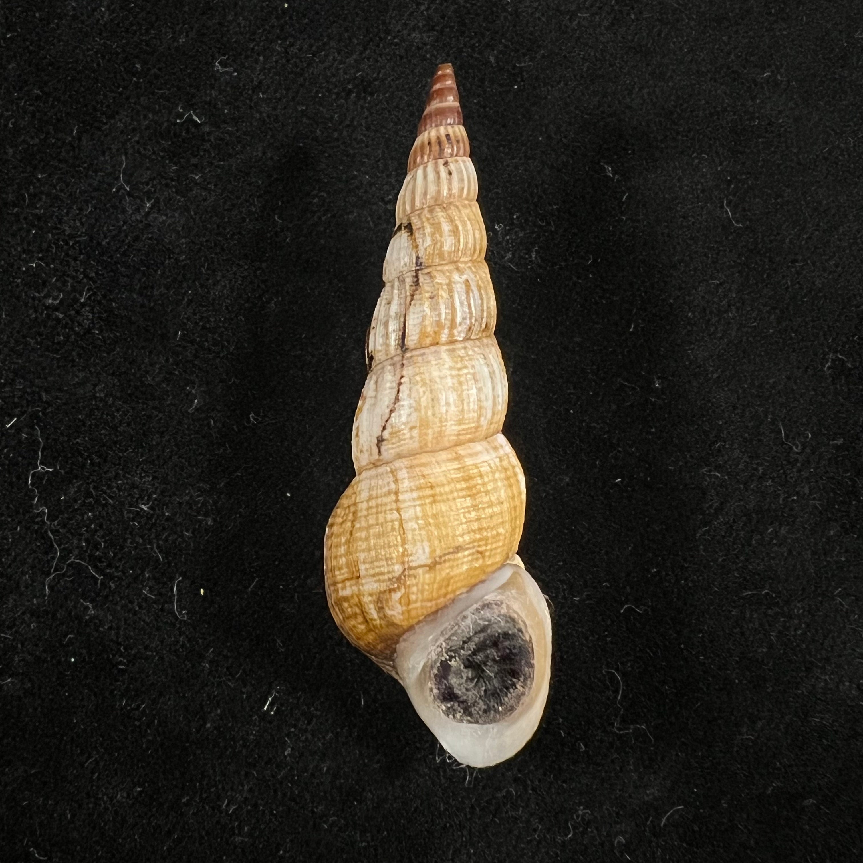 Jagora dactylus (I. Lea & H. C. Lea, 1851) - 54,3mm