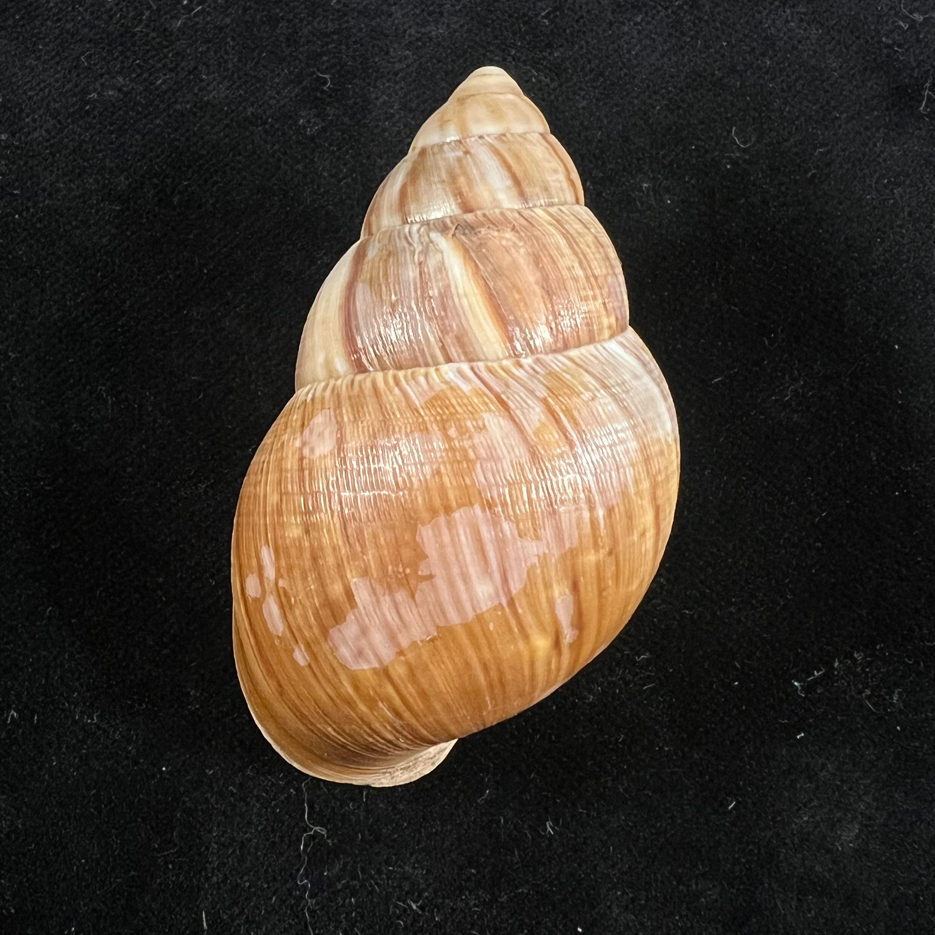 Thaumastus cf. flori (Jousseaume, 1897) - 54,4mm