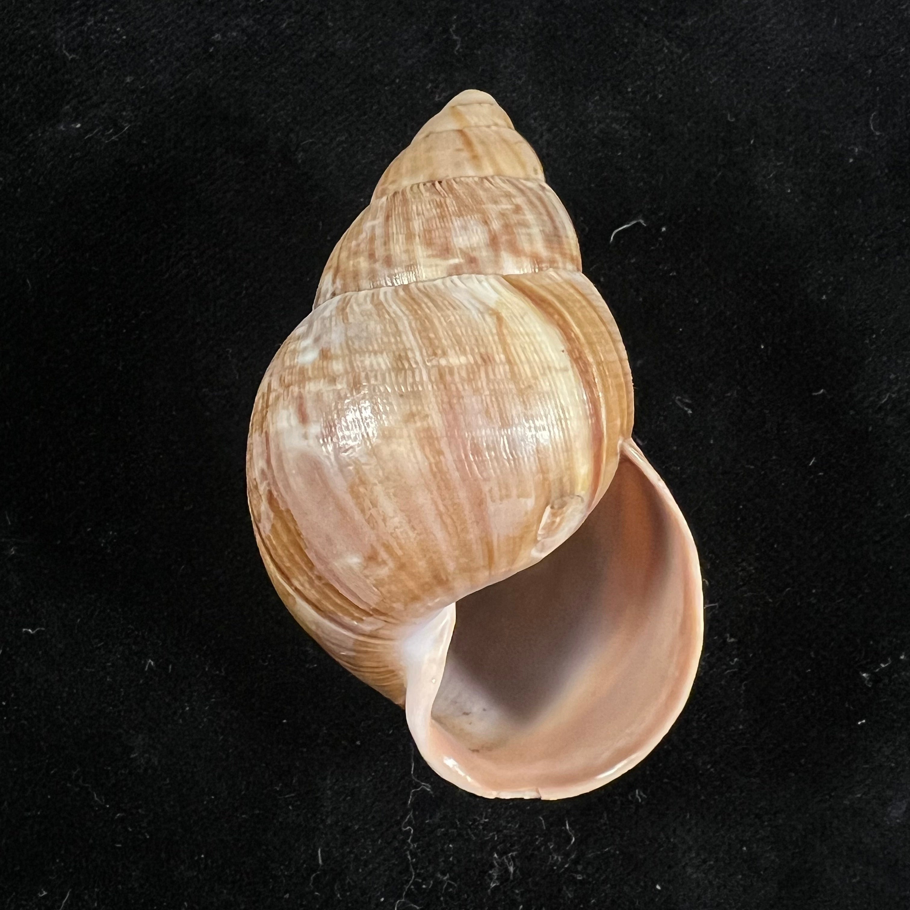 Thaumastus cf. flori (Jousseaume, 1897) - 54,4mm