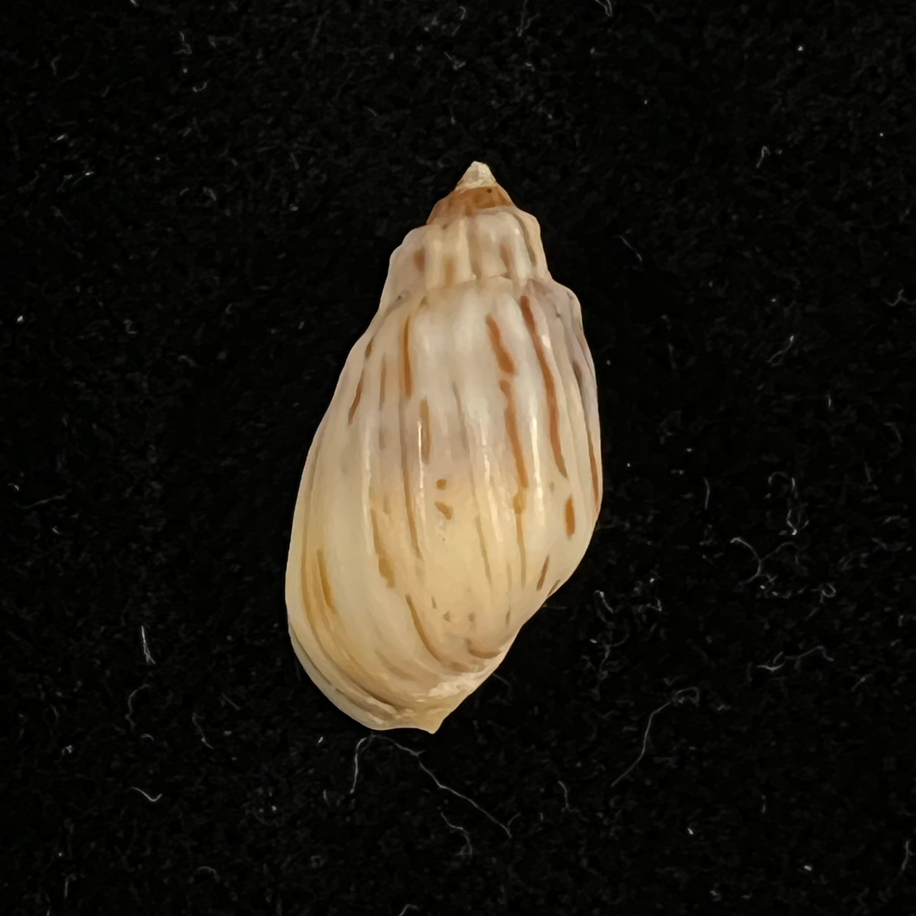 Melanopsis magnifica Bourguignat, 1884 - 17,7mm