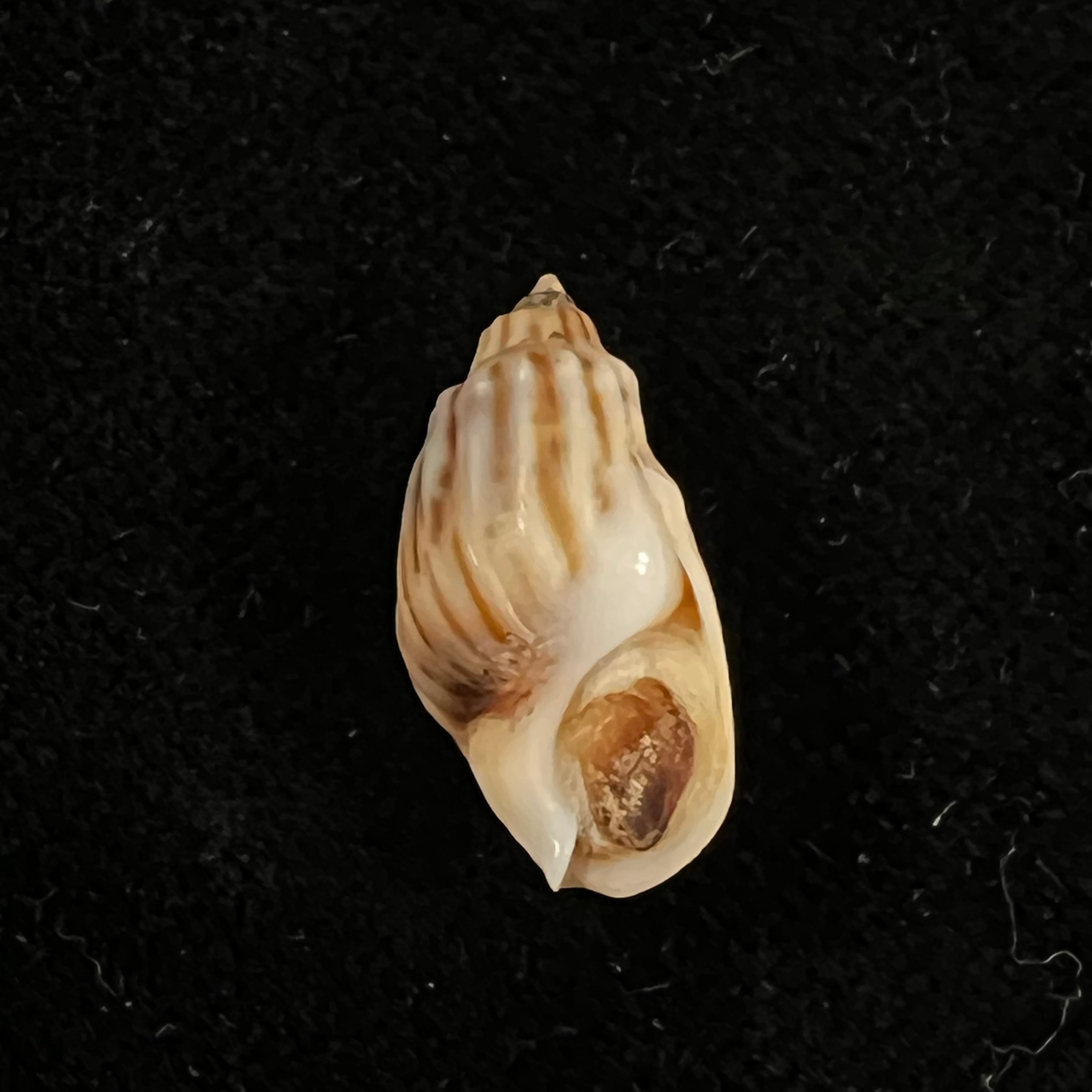 Melanopsis magnifica Bourguignat, 1884 - 17,7mm