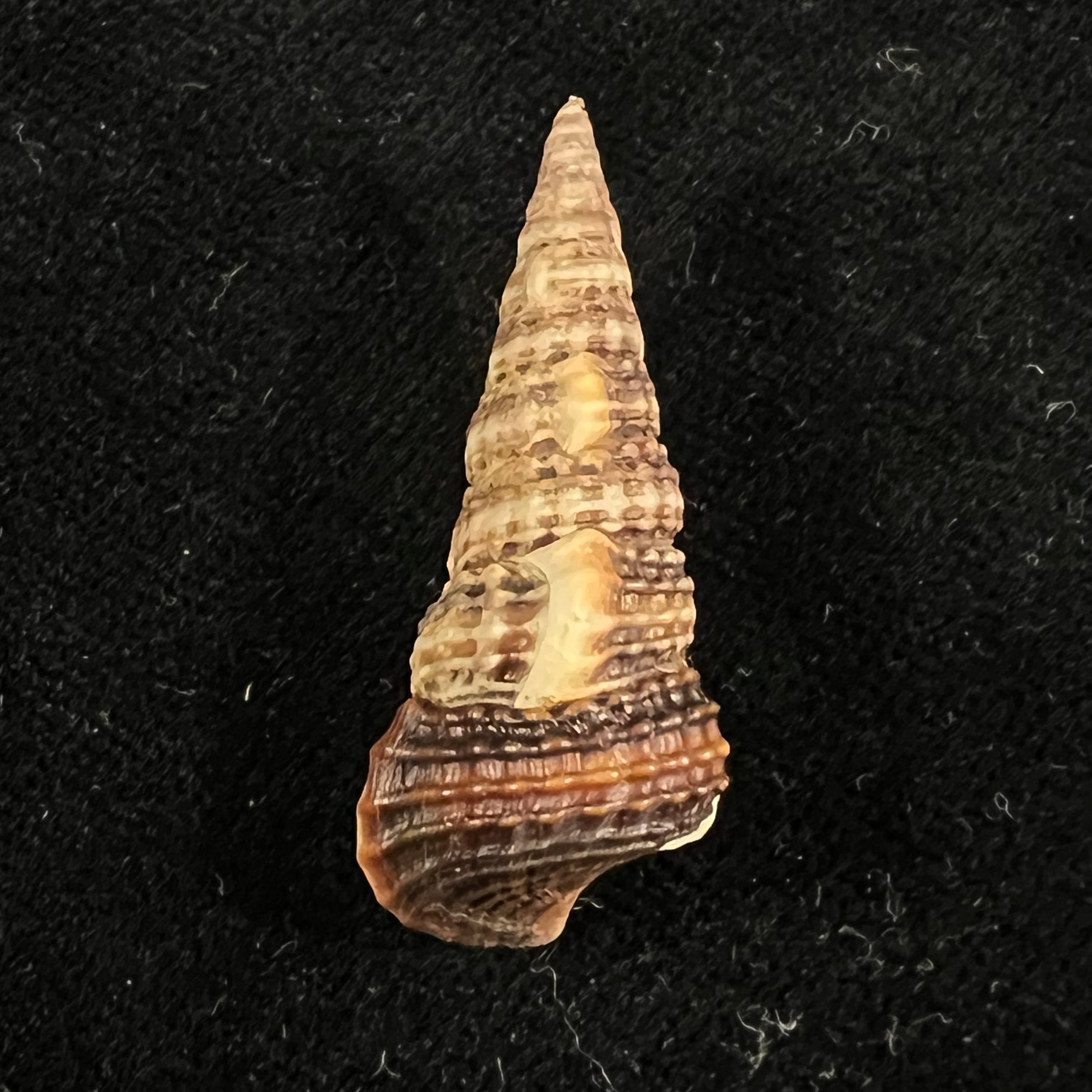 Cerithideopsis californica (Haldeman, 1840) - 34,1mm