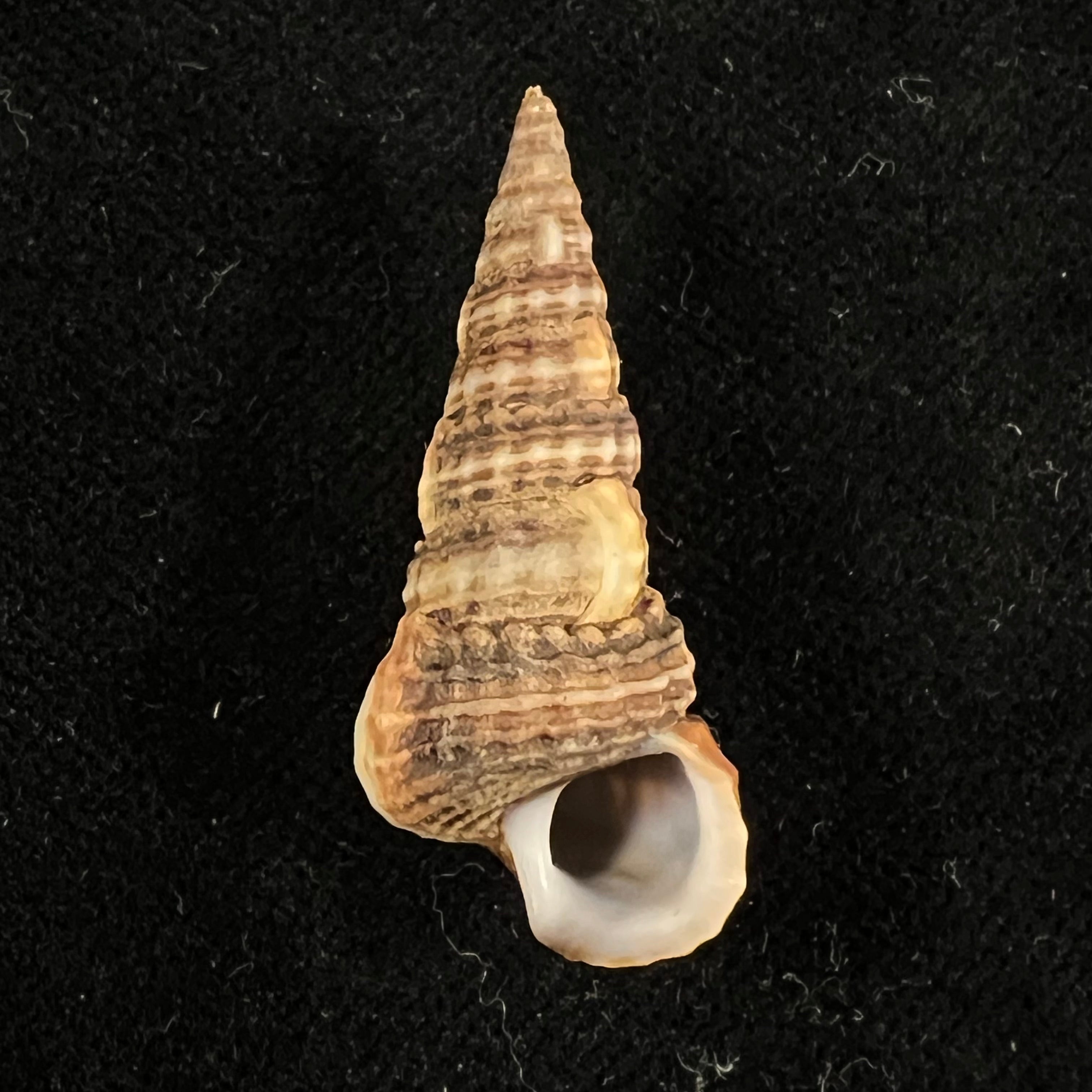 Cerithideopsis californica (Haldeman, 1840) - 34,1mm