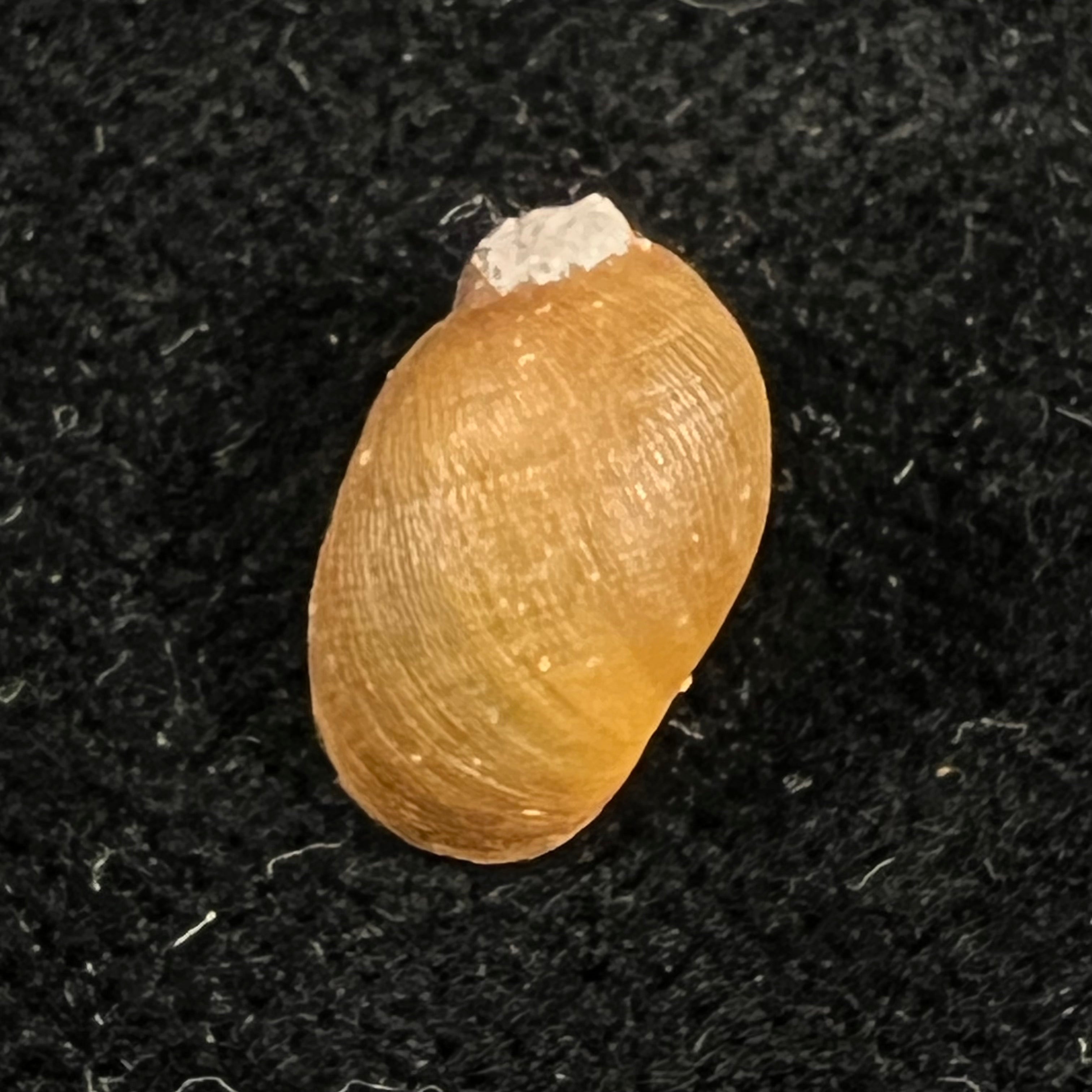 Chilina megastoma Hylton Scott, 1958 - 11,4mm