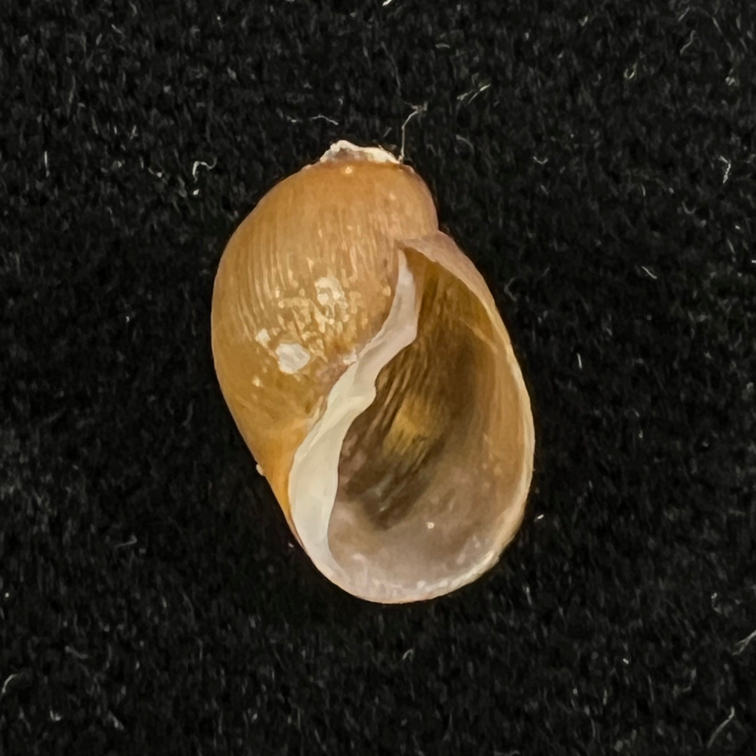 Chilina megastoma Hylton Scott, 1958 - 11,4mm