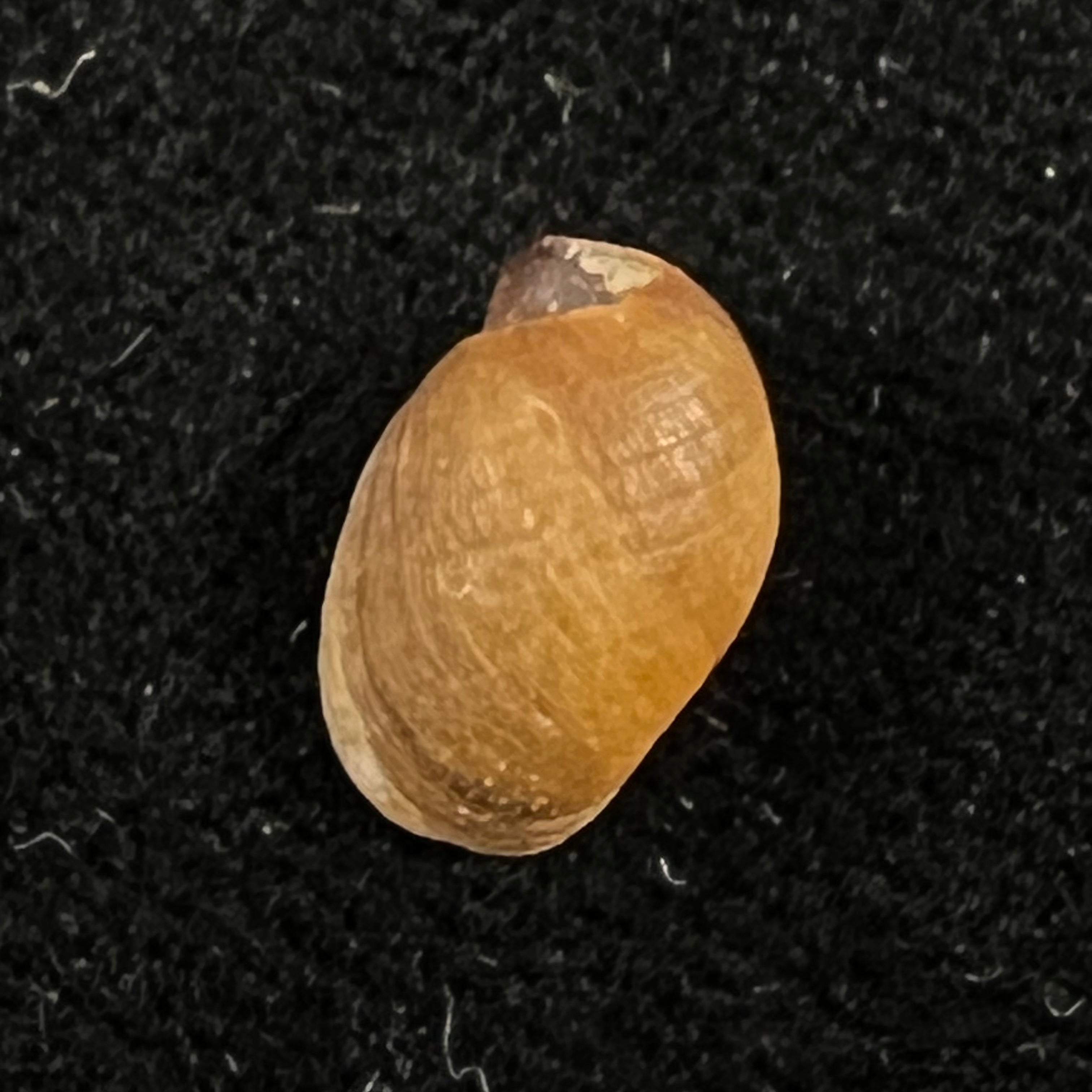 Chilina megastoma Hylton Scott, 1958 - 11,1mm