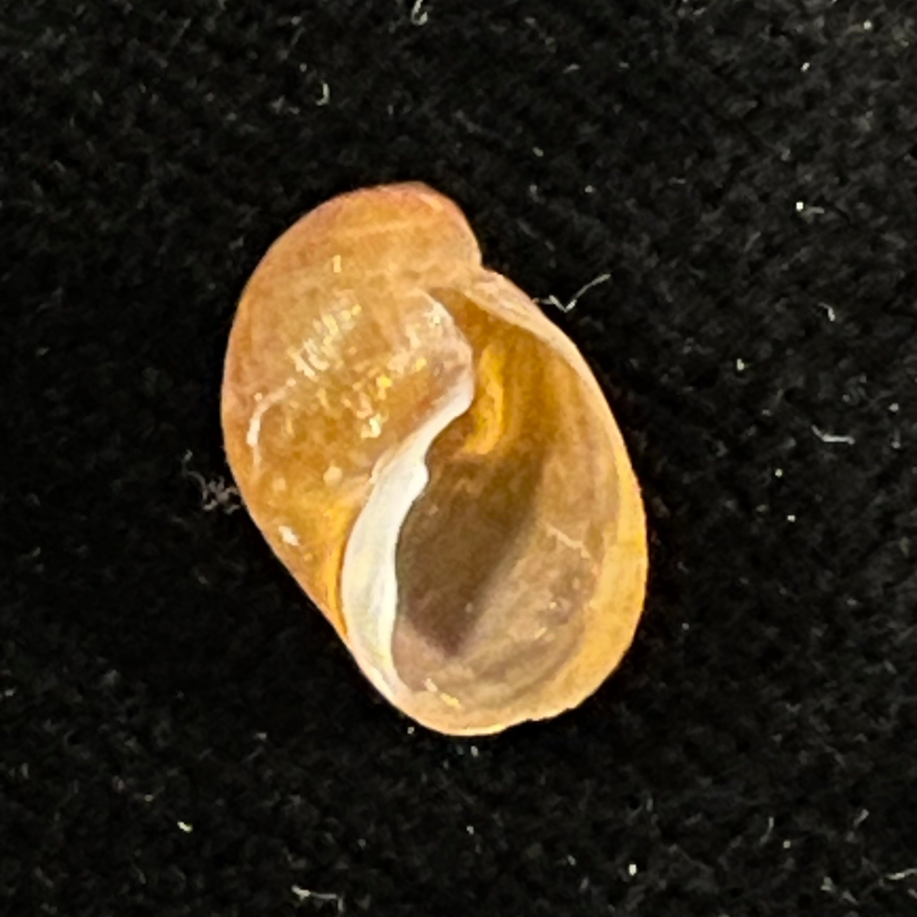 Chilina megastoma Hylton Scott, 1958 - 11,1mm