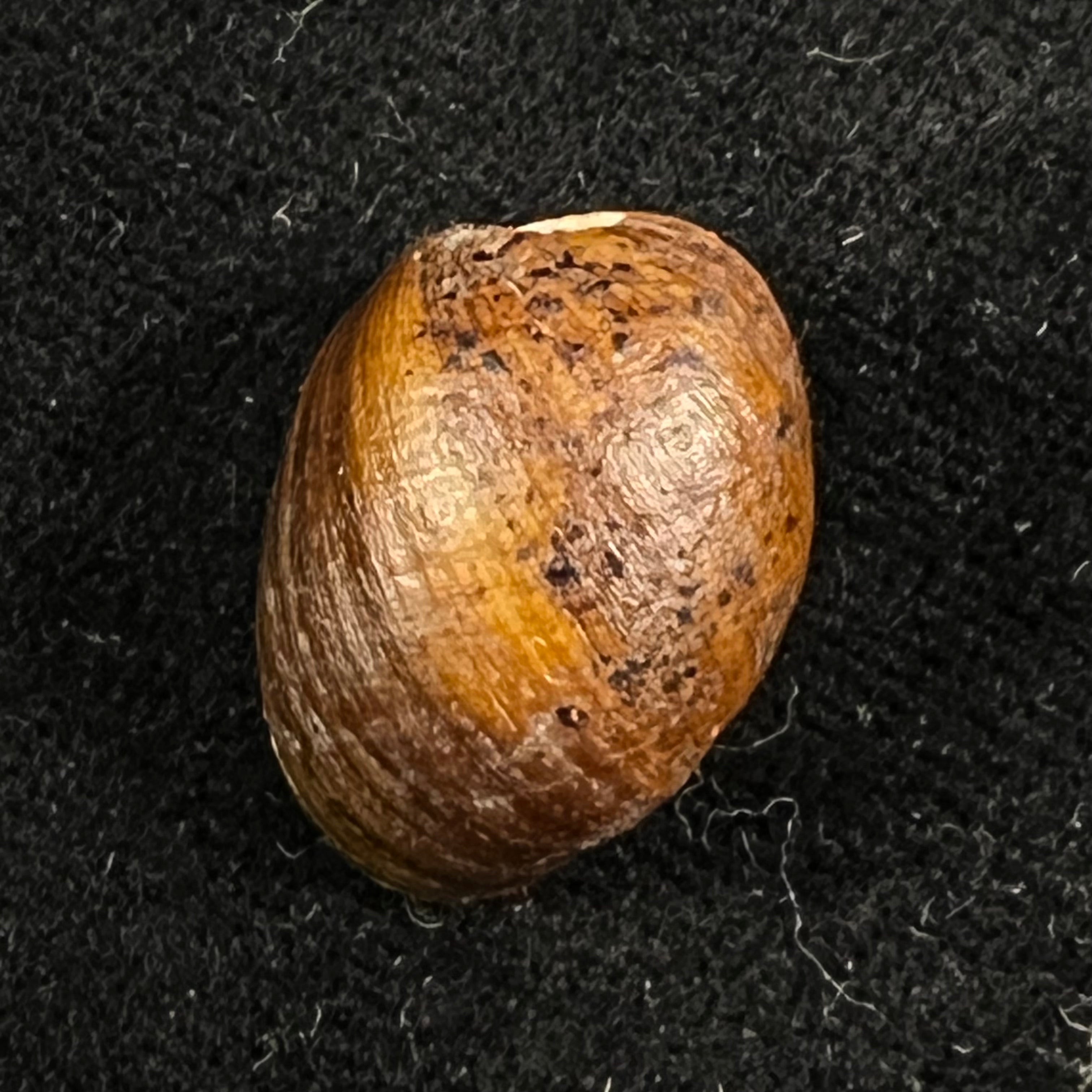 Chilina iguazuensis Gutiérrez Gregoric & Rumi, 2008 - 18,9mm