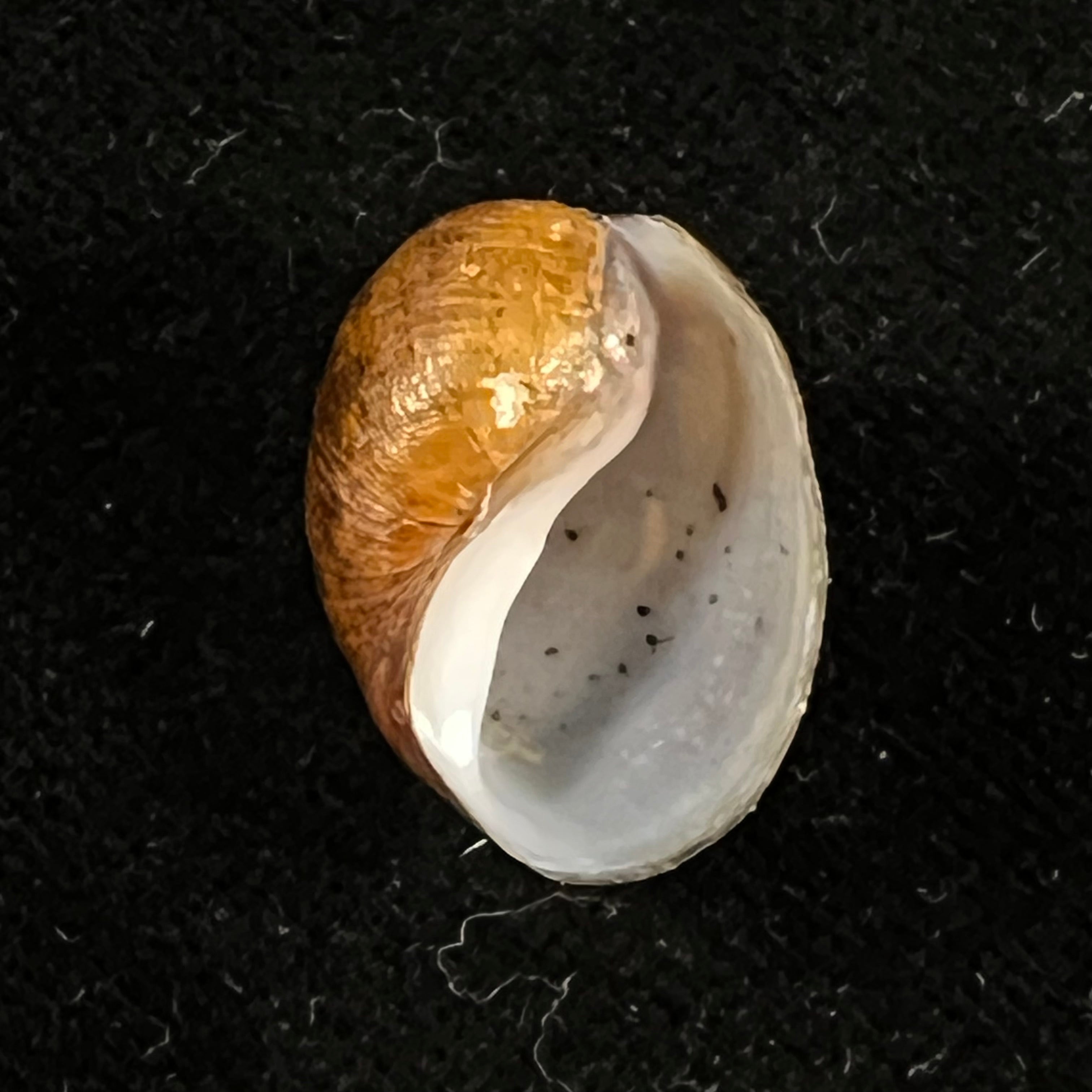 Chilina iguazuensis Gutiérrez Gregoric & Rumi, 2008 - 18,9mm