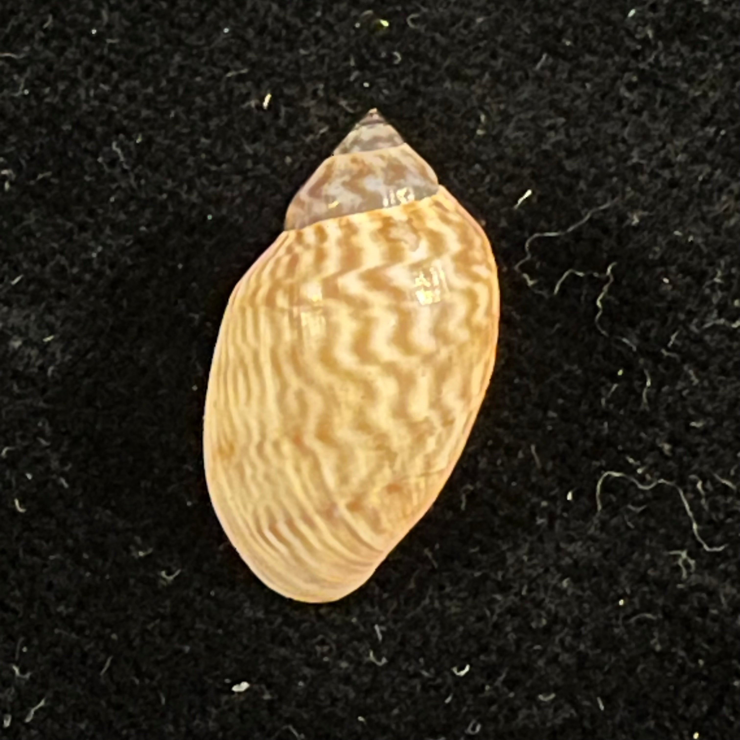 Chilina fulgurata Pilsbry, 1911 - 19,8mm