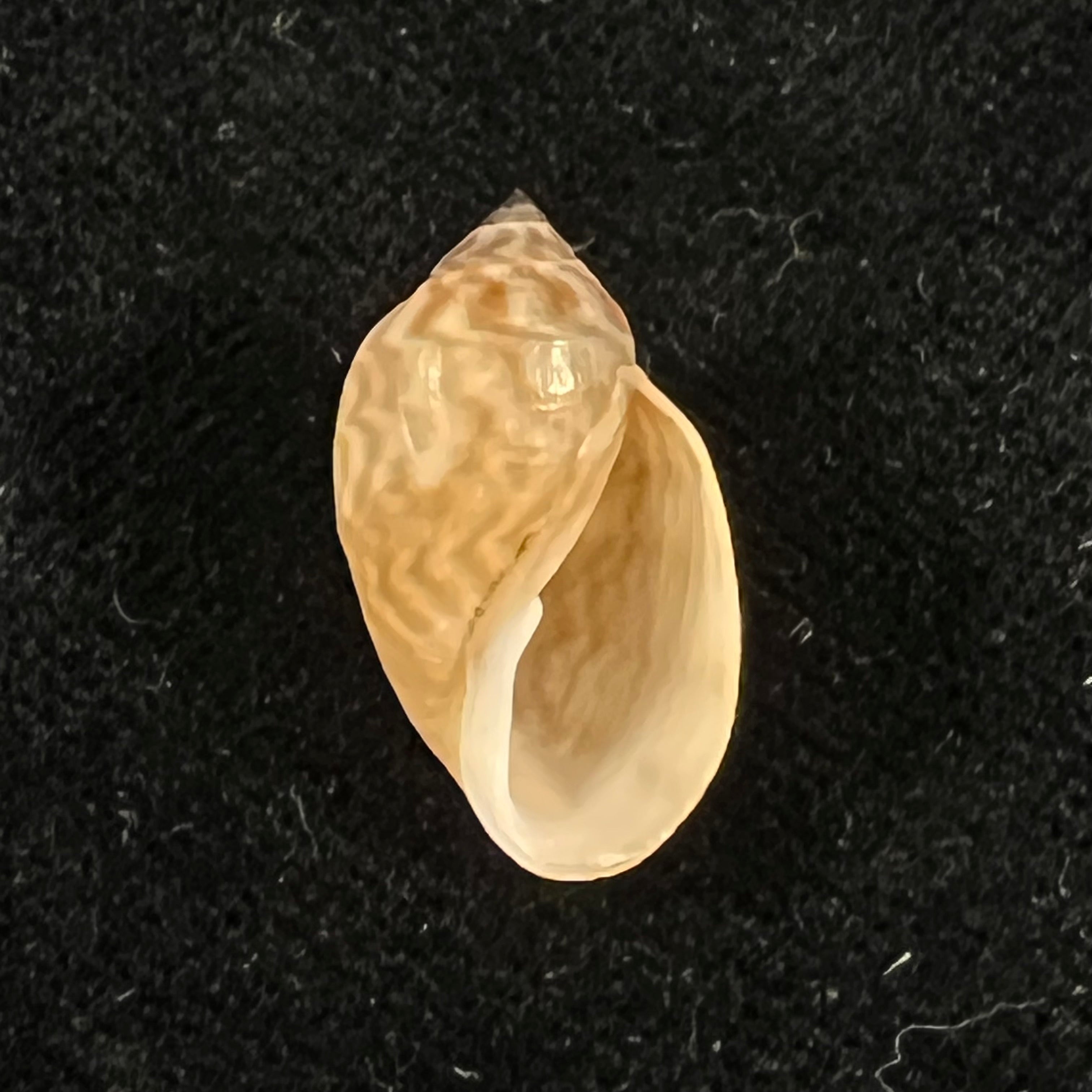 Chilina fulgurata Pilsbry, 1911 - 19,8mm