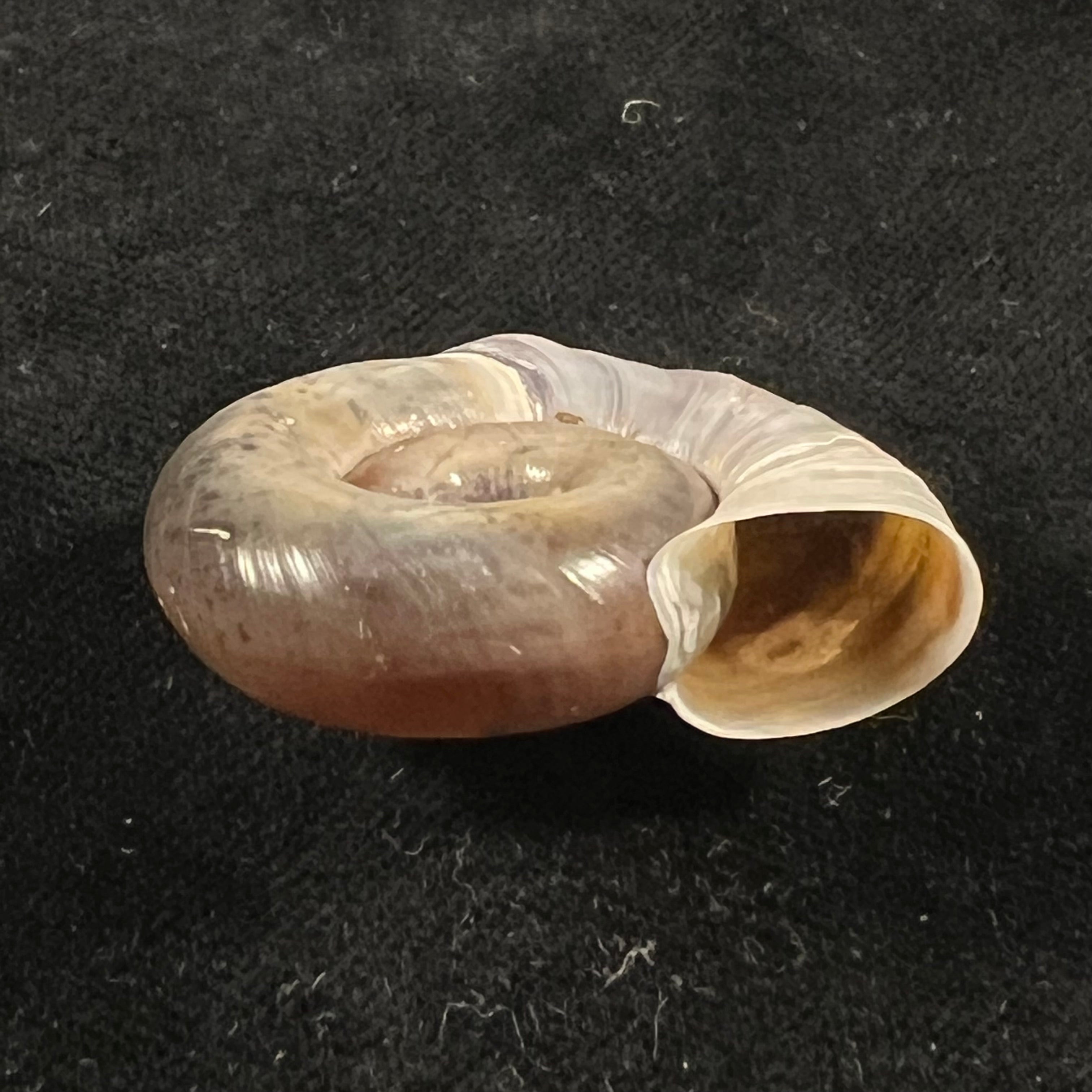 Planorbarius corneus (Linnaeus, 1758) - 36,8mm