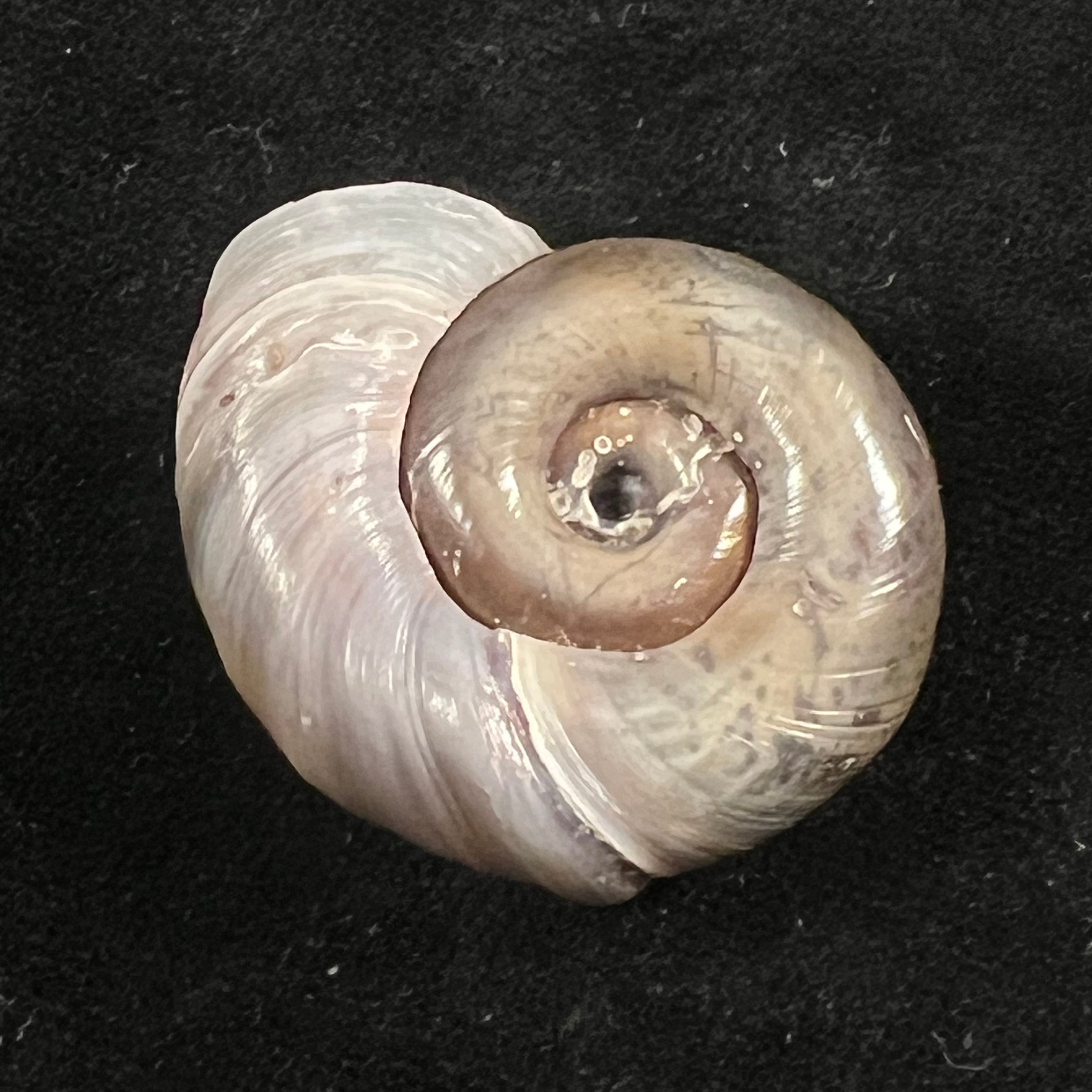 Planorbarius corneus (Linnaeus, 1758) - 36,8mm