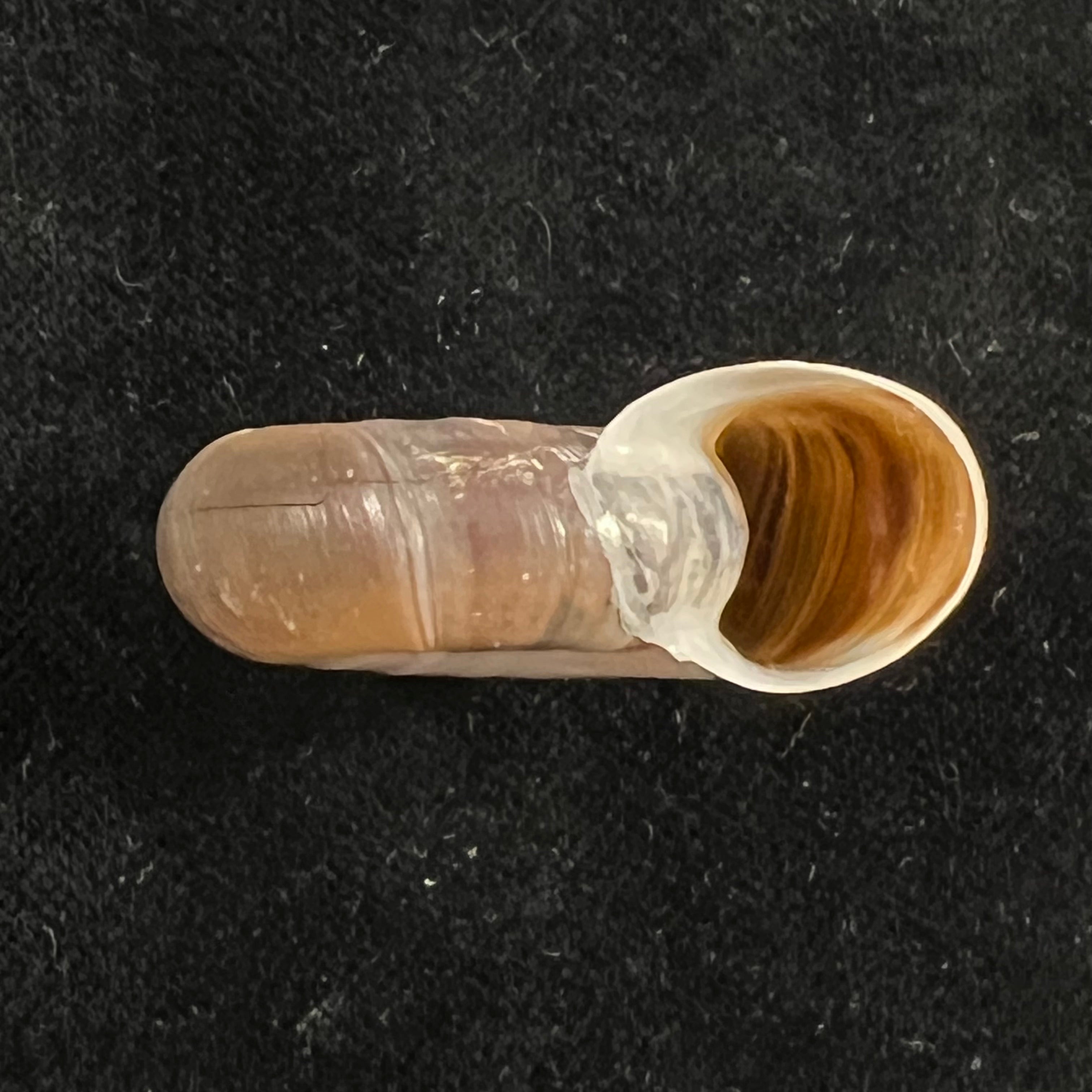 Planorbarius corneus (Linnaeus, 1758) - 36mm