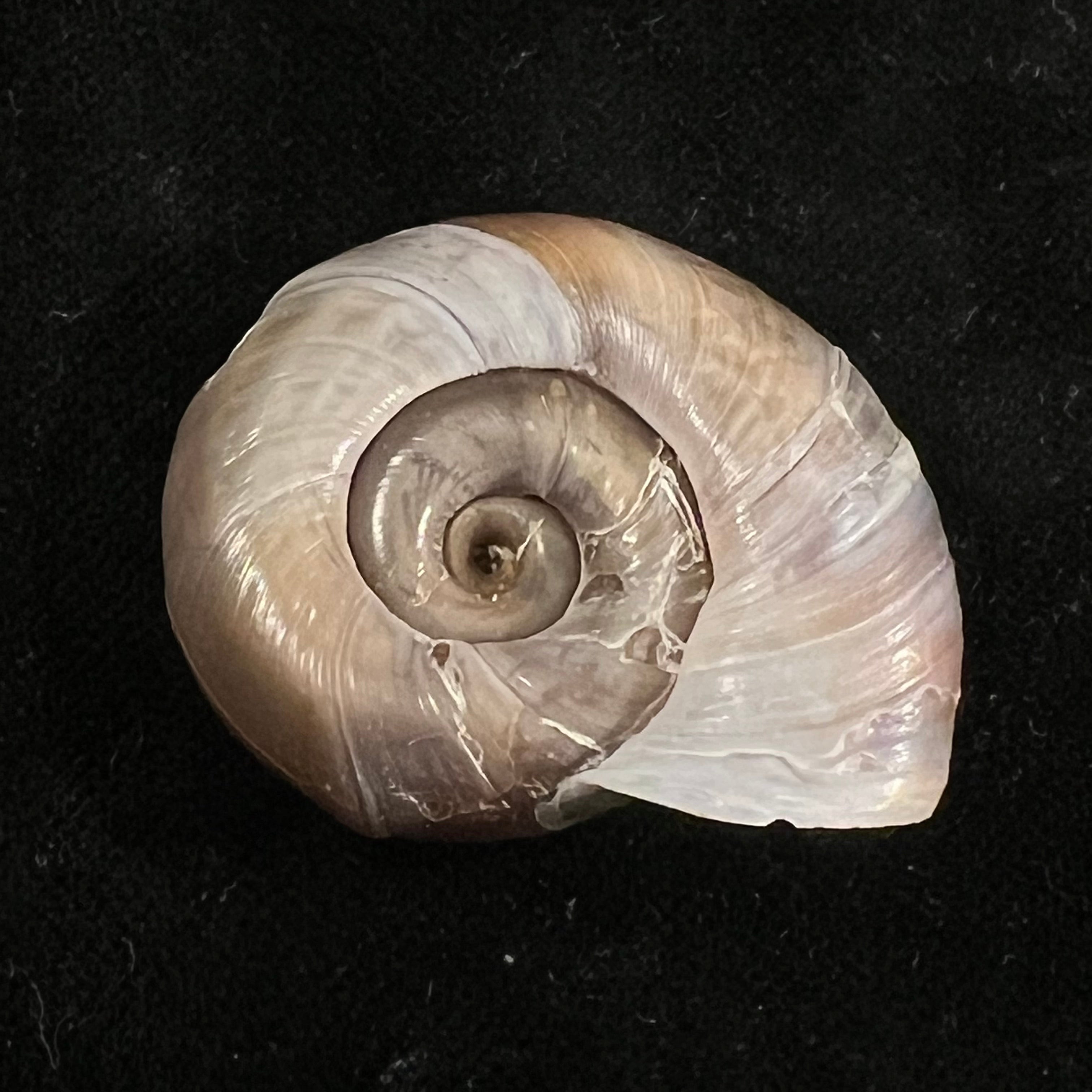 Planorbarius corneus (Linnaeus, 1758) - 36mm