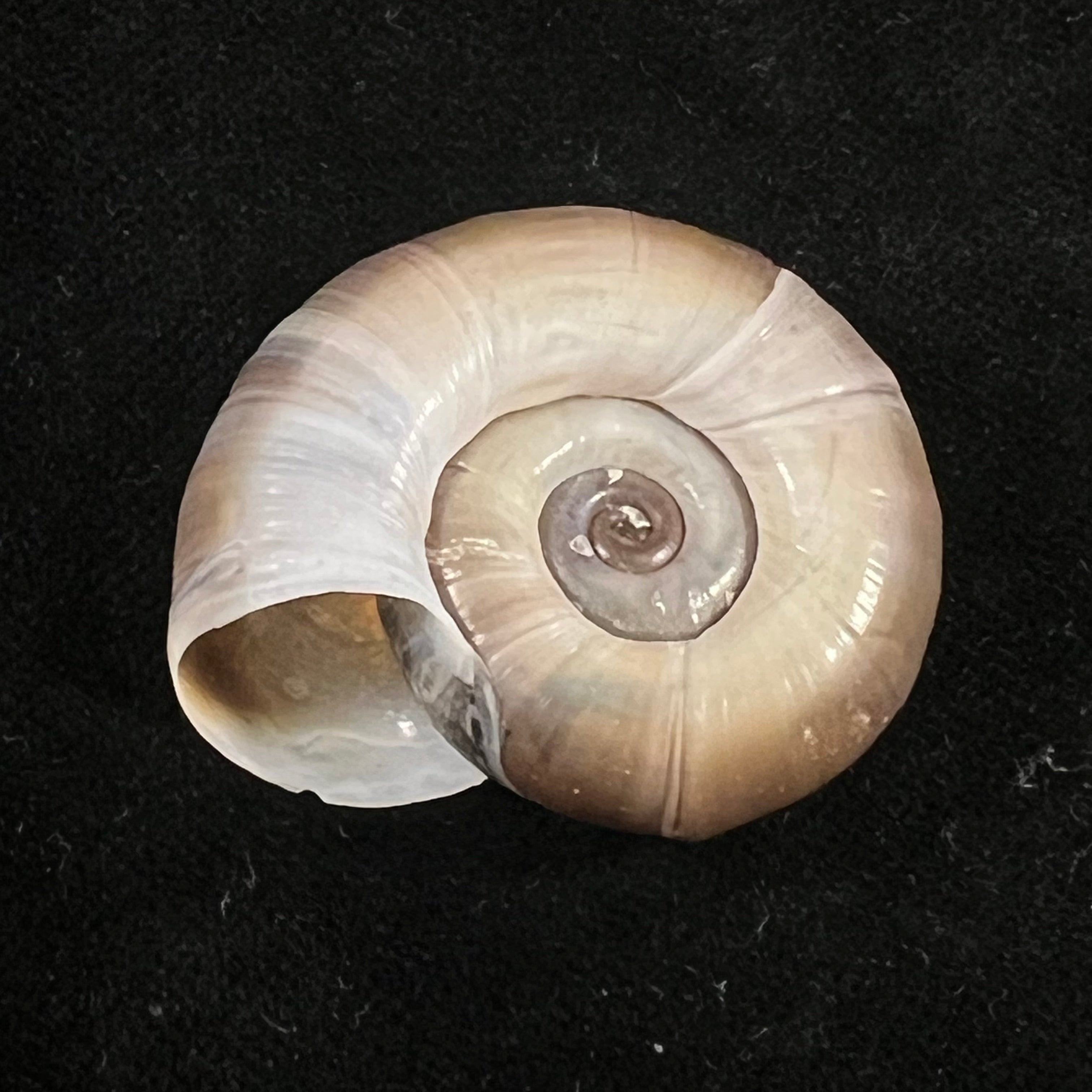 Planorbarius corneus (Linnaeus, 1758) - 36mm