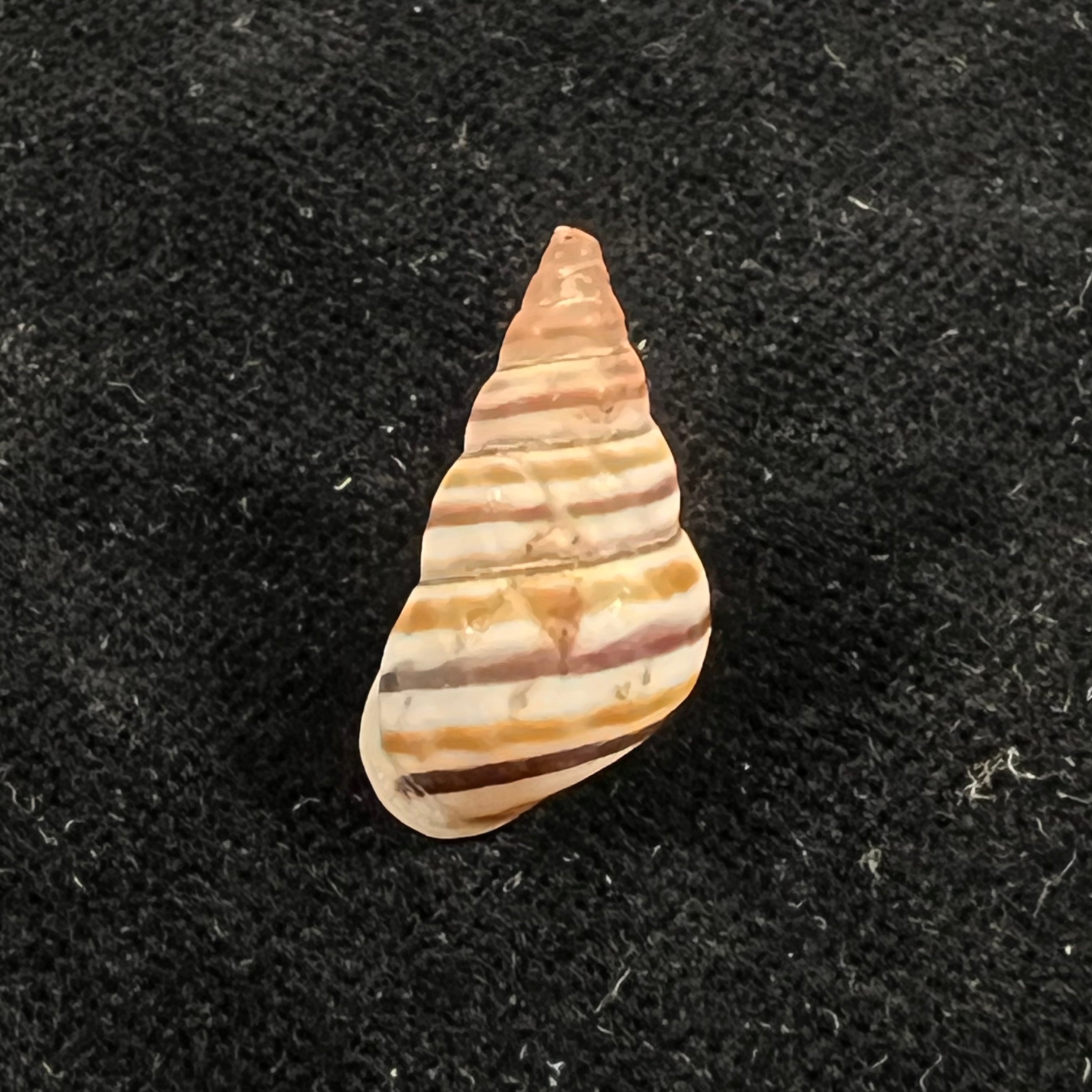 Sanniostracus obliquus (Reeve, 1849) - 21,5mm