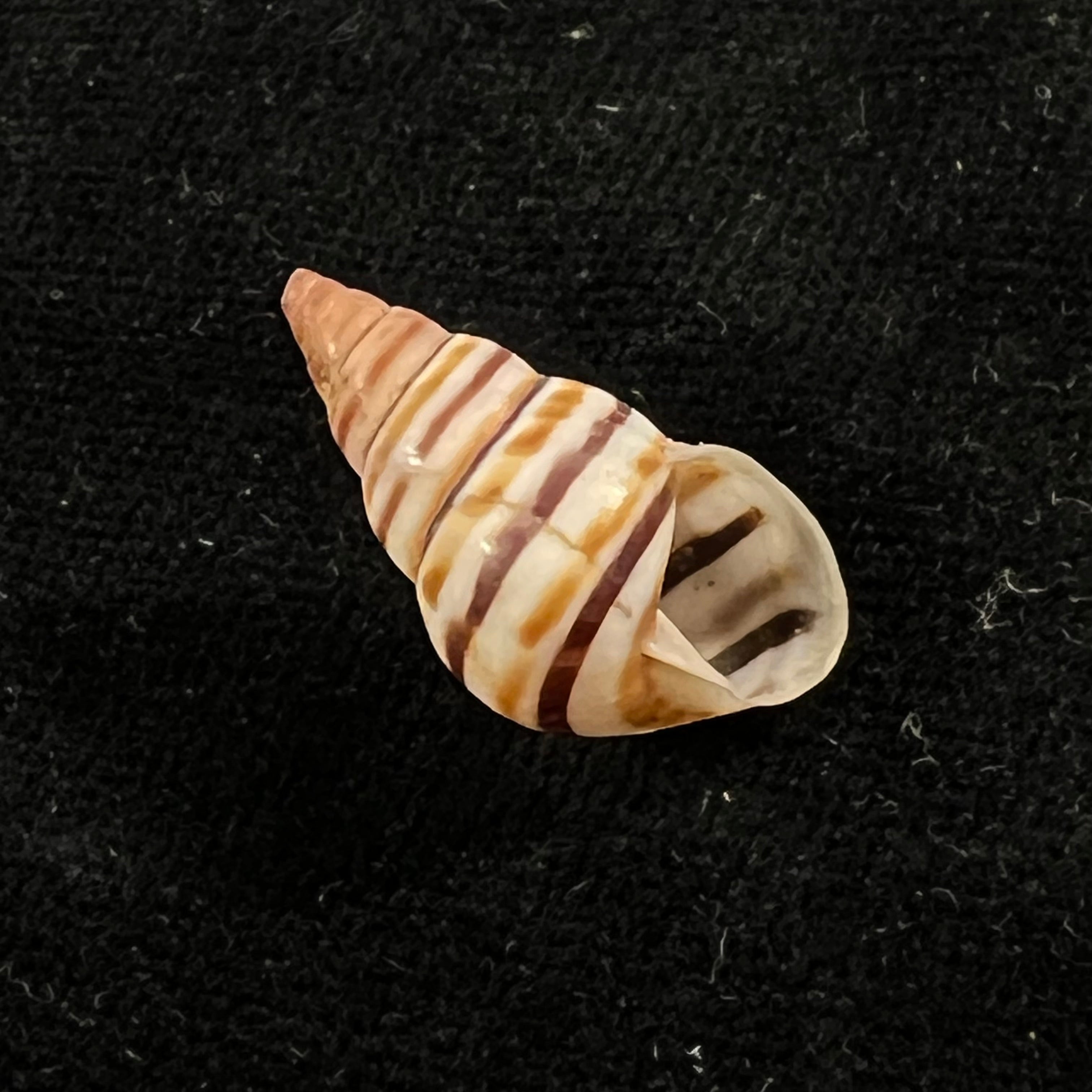 Sanniostracus obliquus (Reeve, 1849) - 21,5mm