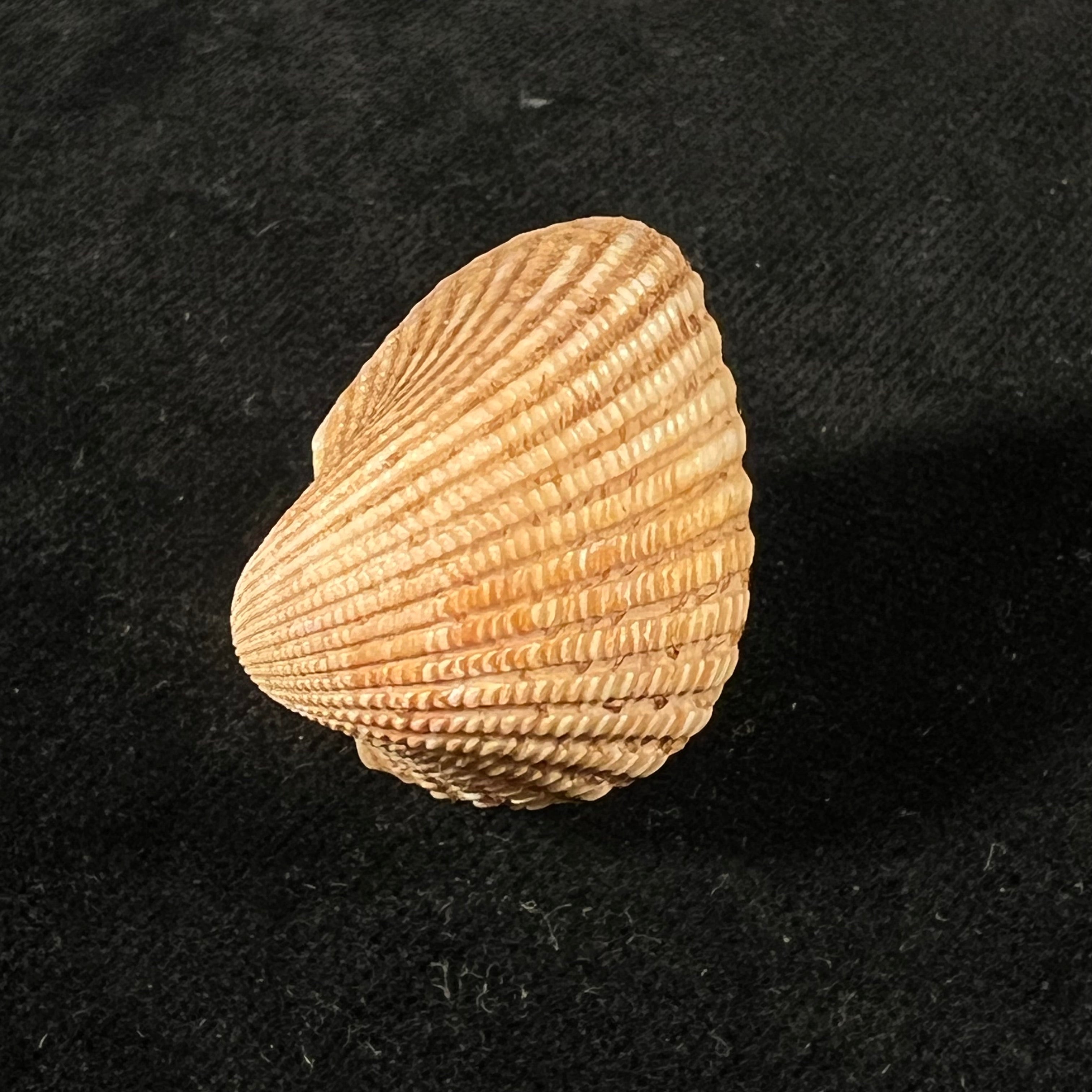 Anadara brasiliana (Lamarck, 1819) - 27,6mm